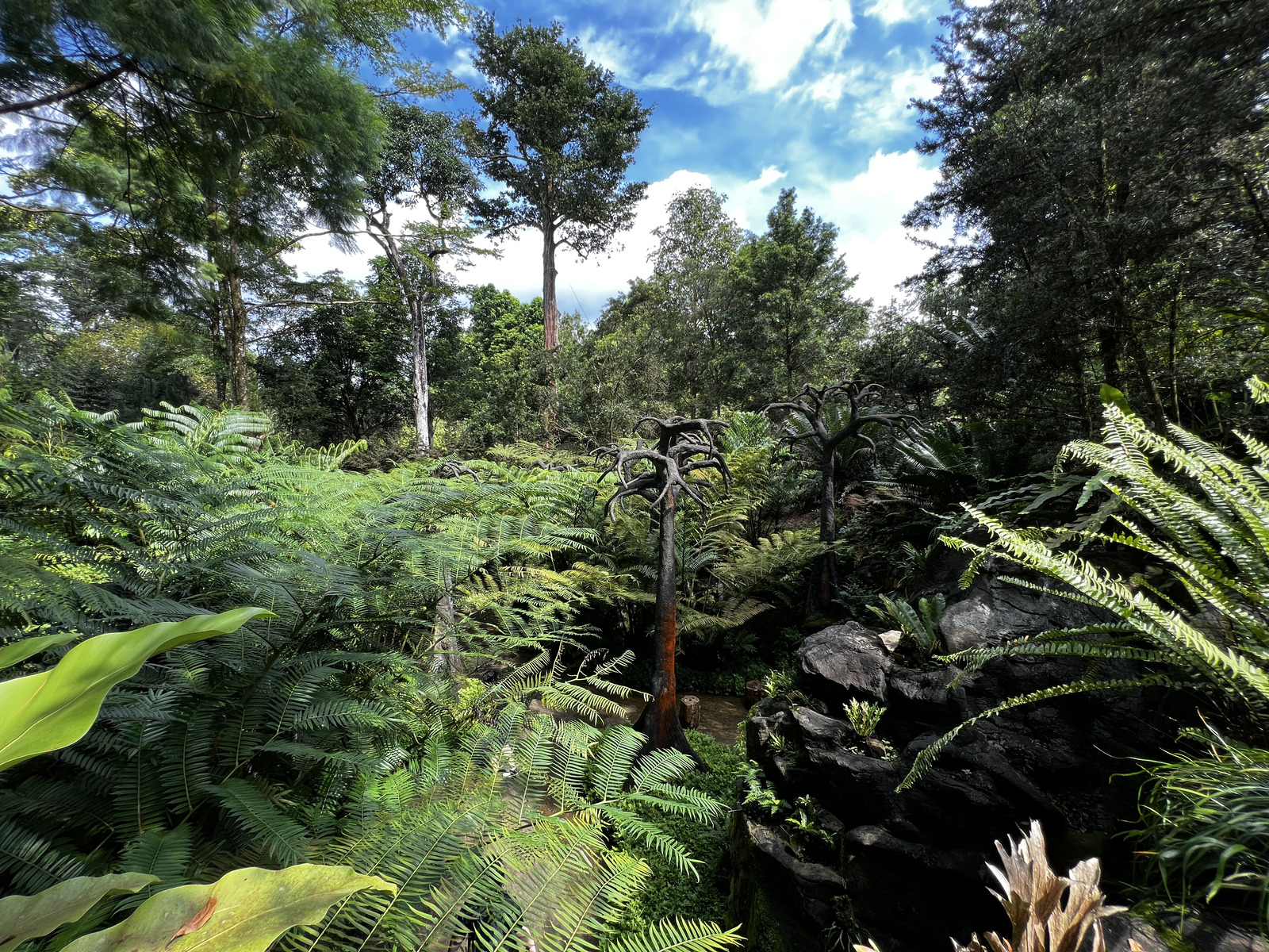 รูปถ่าย สิงคโปร์(Singapore) สวนพฤกษศาสตร์สิงคโปร์(Singapore Botanic Gardens) 2023-01 87