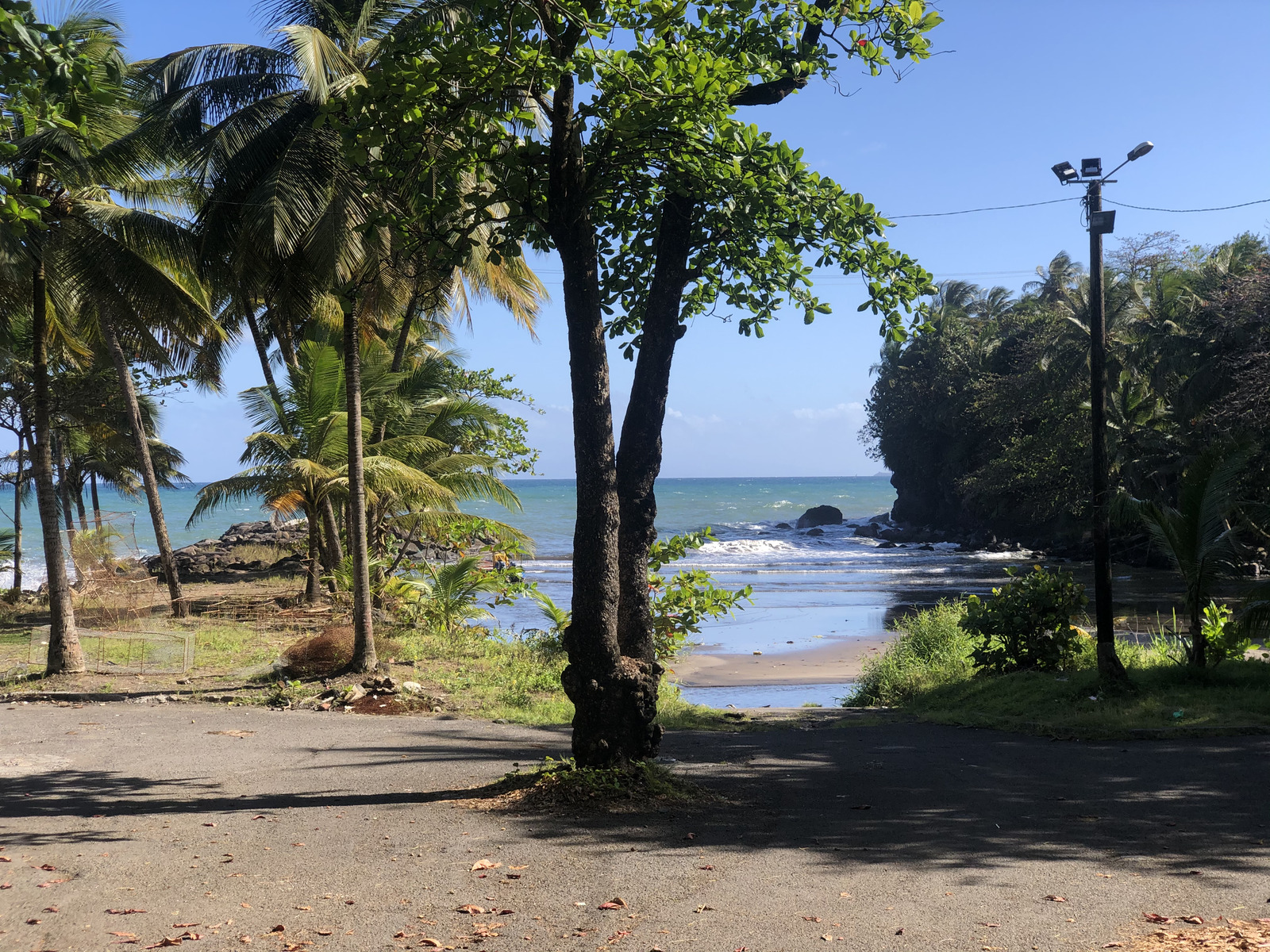 รูปถ่าย กวาเดอลูป(Guadeloupe) บานาเนีย(Bananier) 2021-02 0