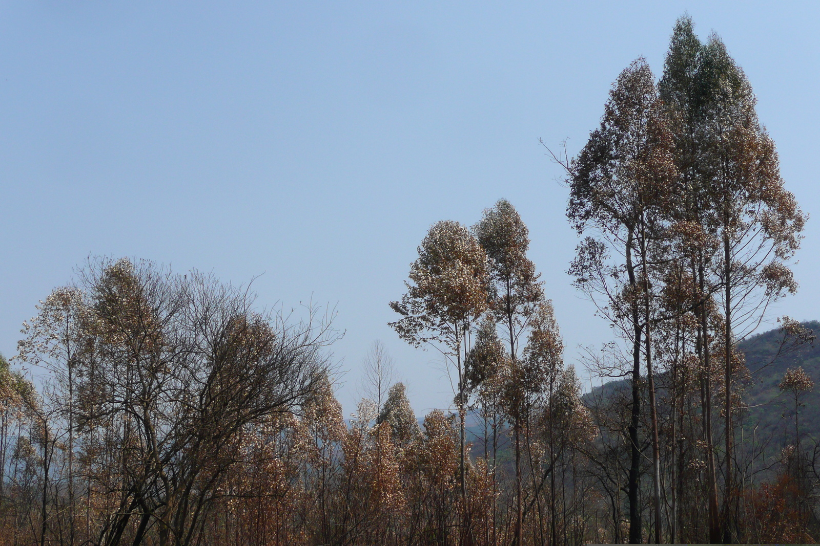 รูปถ่าย แอฟริกาใต้(South Africa) ถนนจากเนลสปรุตไปโจฮันเนสเบิร์ก(Nelspruit to Johannesburg road) 2008-09 119