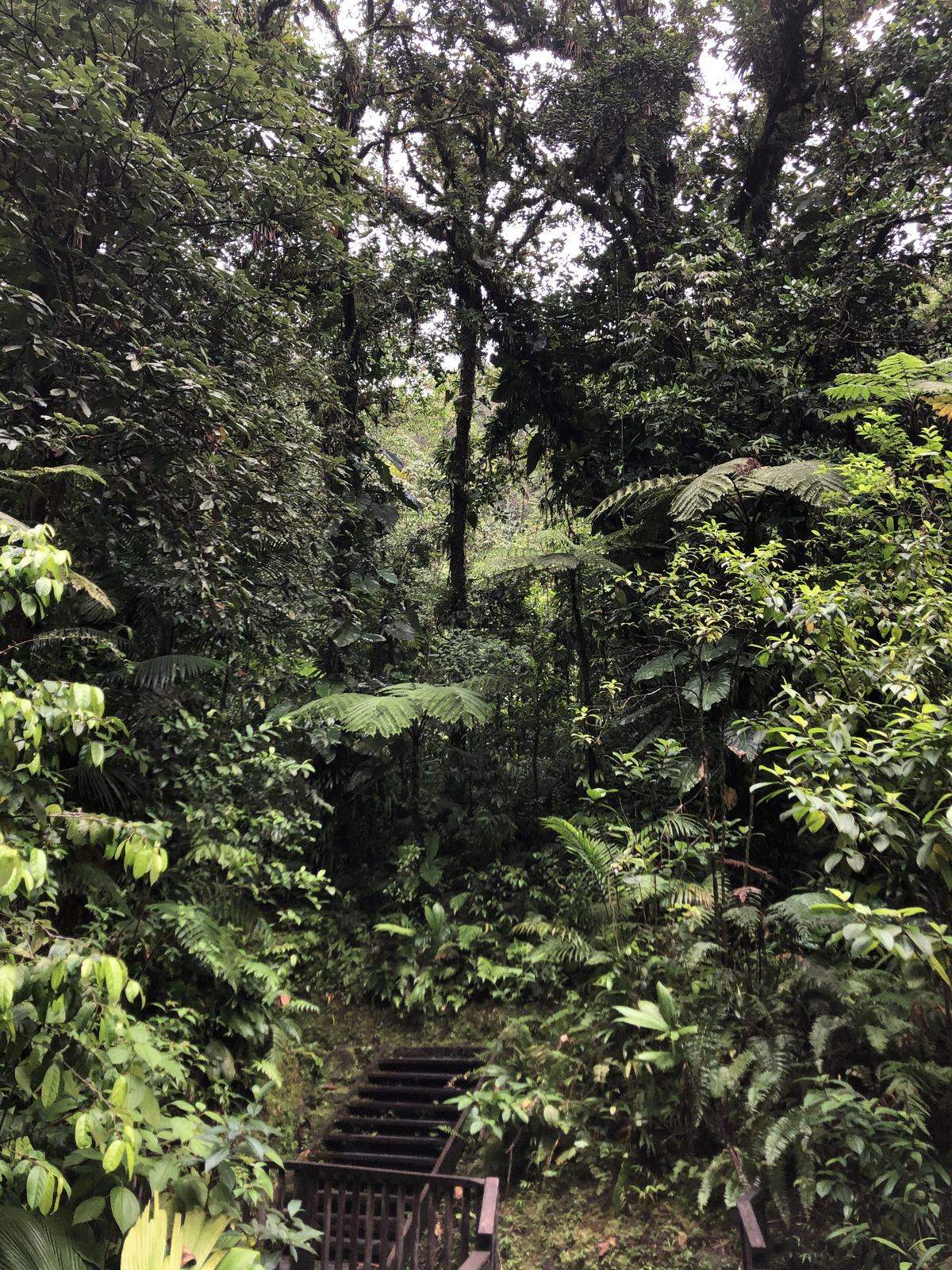 รูปถ่าย กวาเดอลูป(Guadeloupe) น้ำตกการ์เบ(Carbet Falls) 2021-02 16