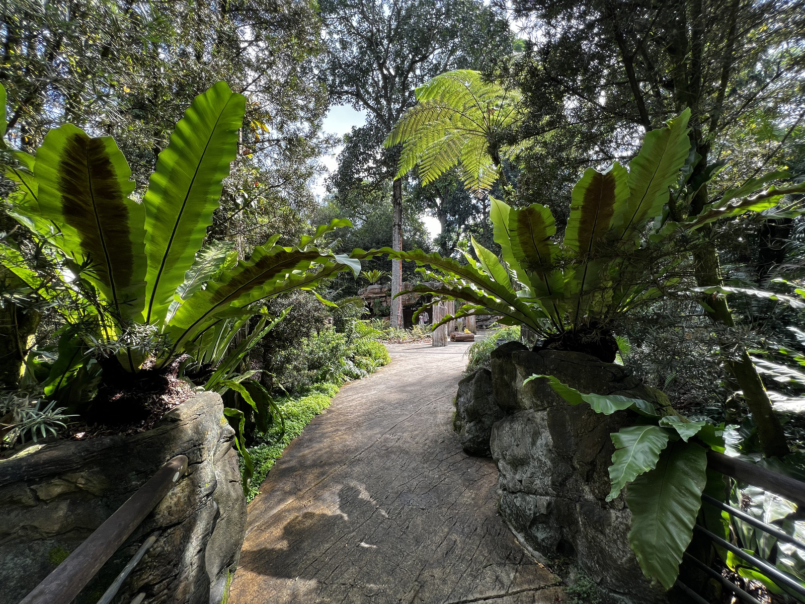 รูปถ่าย สิงคโปร์(Singapore) สวนพฤกษศาสตร์สิงคโปร์(Singapore Botanic Gardens) 2023-01 66