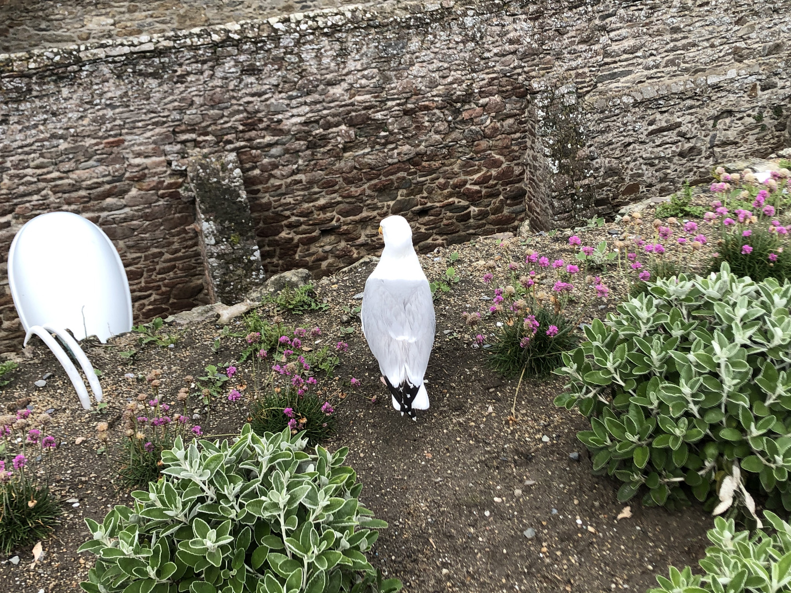 รูปถ่าย ฝรั่งเศส(France) แซ็งมาโล(St Malo) 2020-06 133
