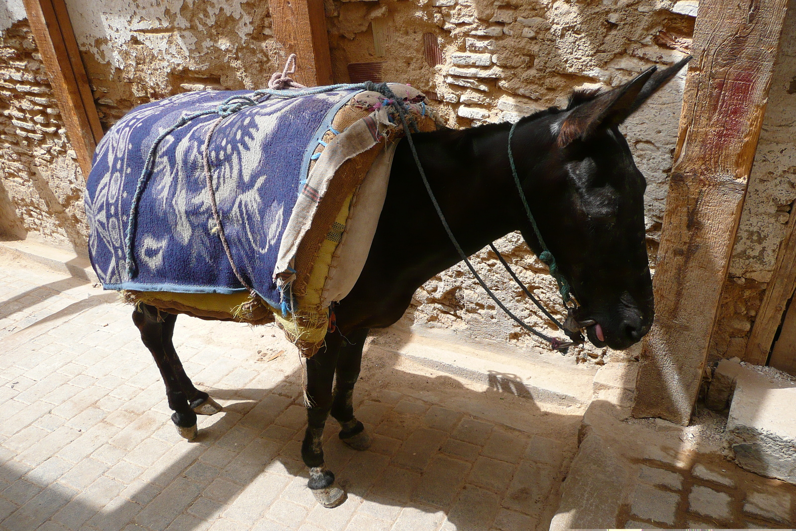 รูปถ่าย โมร็อกโก(Morocco) เฟส(Fes) 2008-07 8