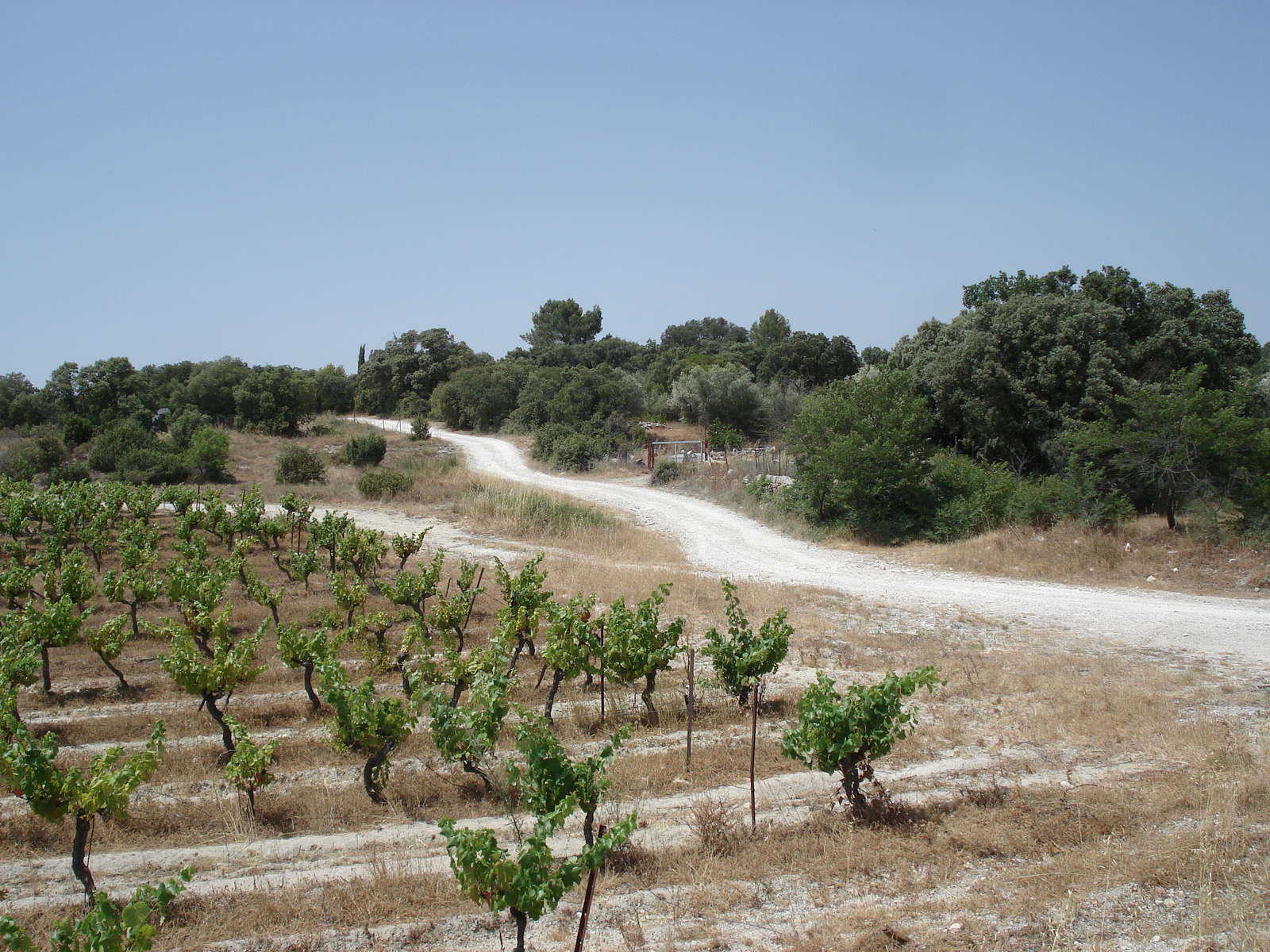 รูปถ่าย ฝรั่งเศส(France) โซเมียร์(Sommieres) 2006-06 7