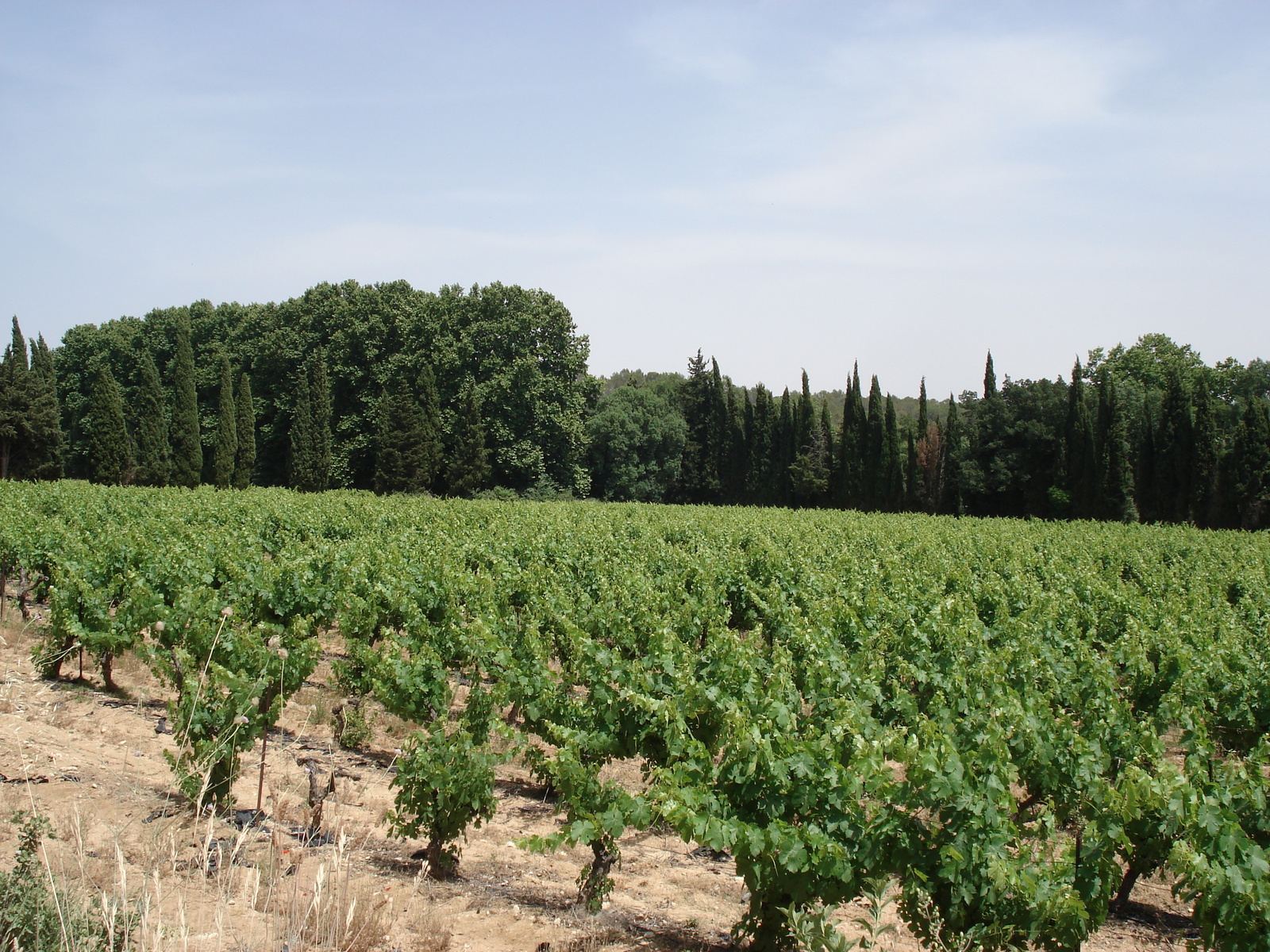 รูปถ่าย ฝรั่งเศส(France) โซเมียร์(Sommieres) 2006-06 130