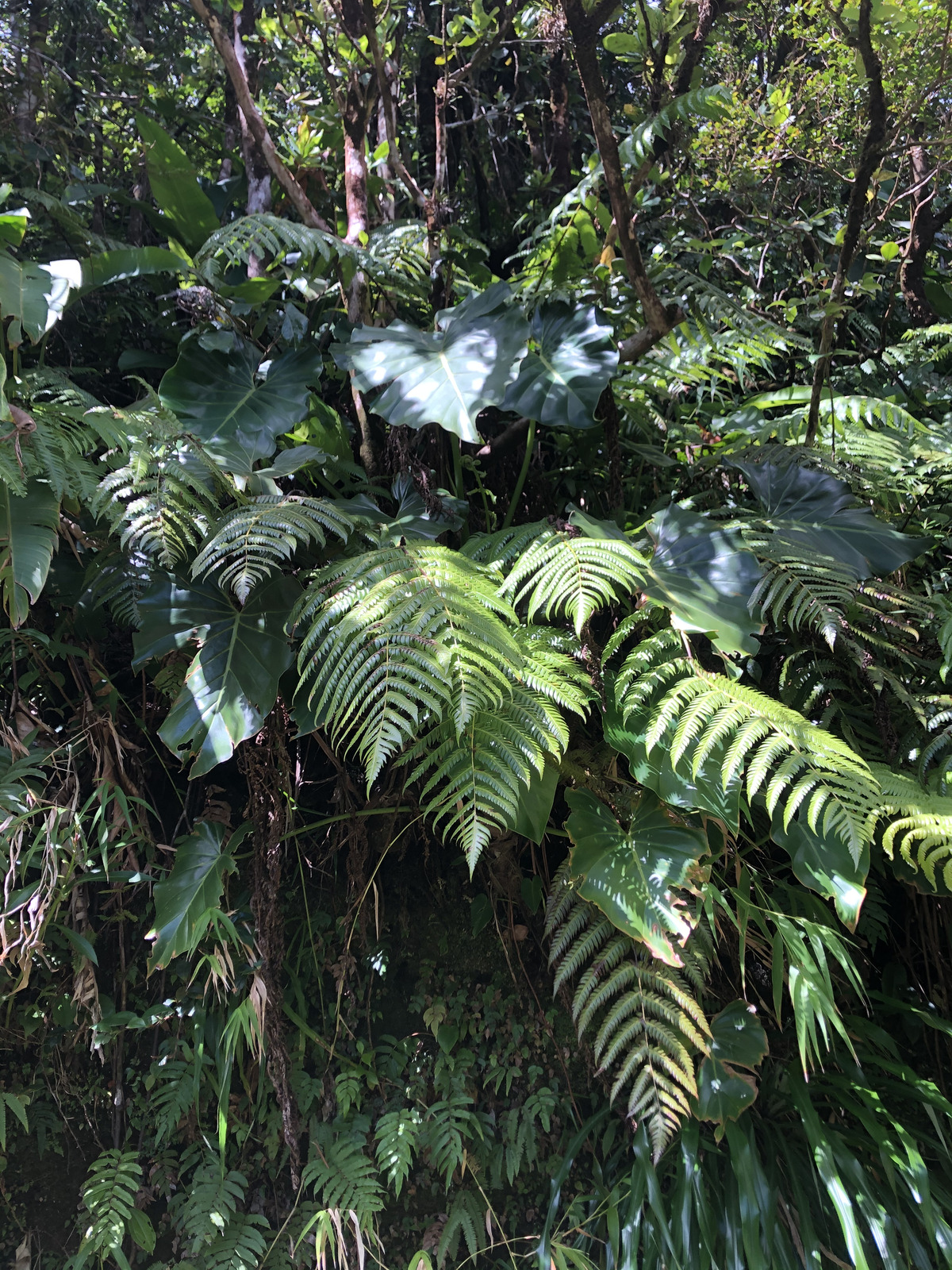 รูปถ่าย กวาเดอลูป(Guadeloupe) ภูเขาไฟลากร็องด์ซูฟรีแยร์(La Grande Soufriere) 2021-02 52