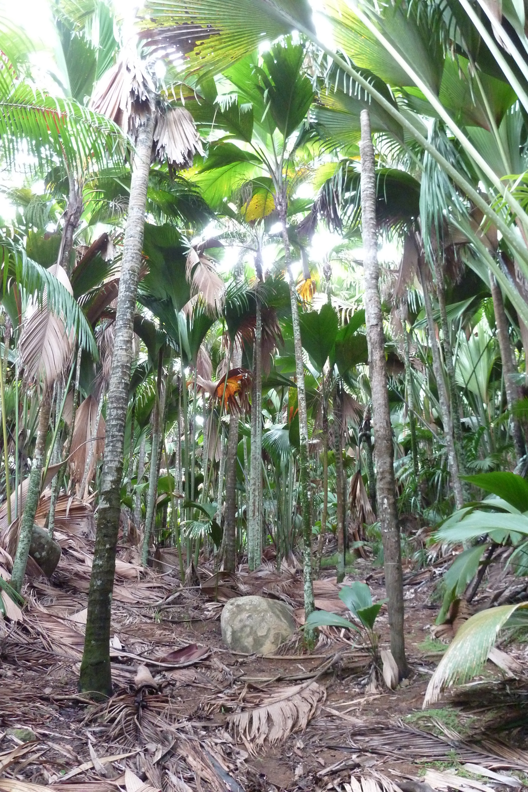 รูปถ่าย เซเชลส์(Seychelles) หุบเขาเดอไม(Vallee de Mai) 2011-10 41