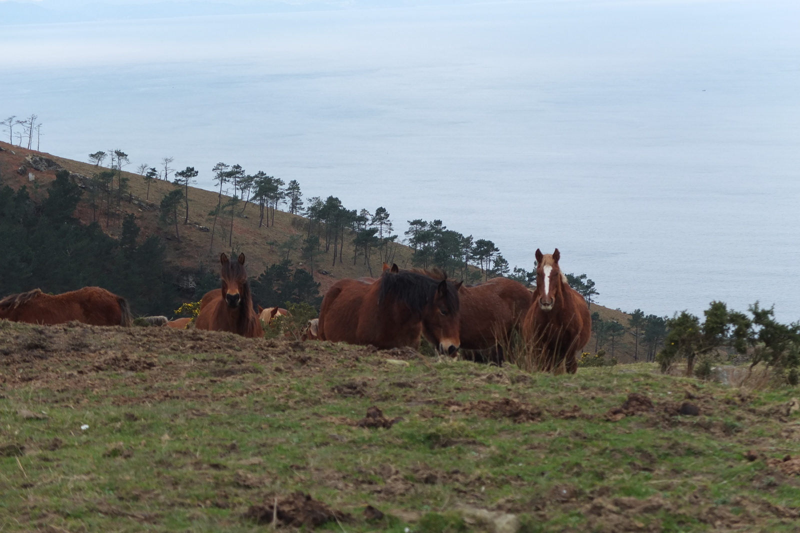 รูปถ่าย ฝรั่งเศส(France) แคว้นบาสก์(Basque Country) 2013-01 103