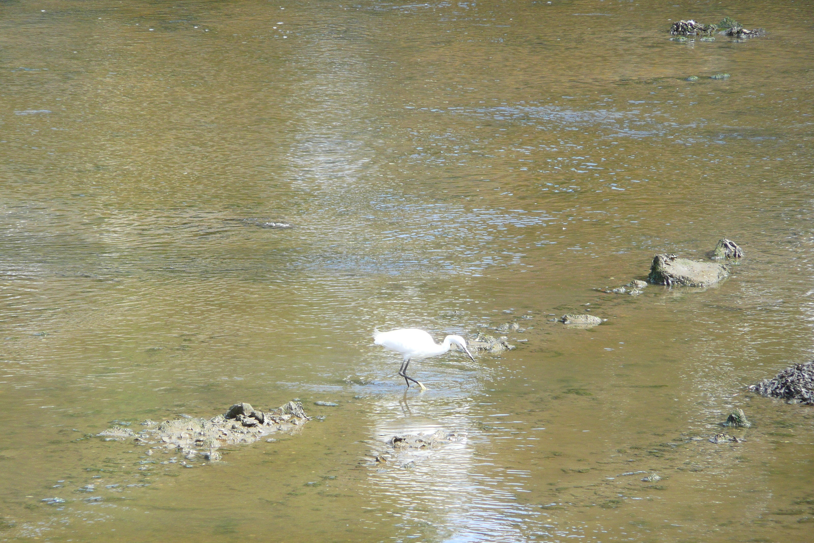 รูปถ่าย ฝรั่งเศส(France) ปงลาเบ(Pont l'abbe) 2008-07 0