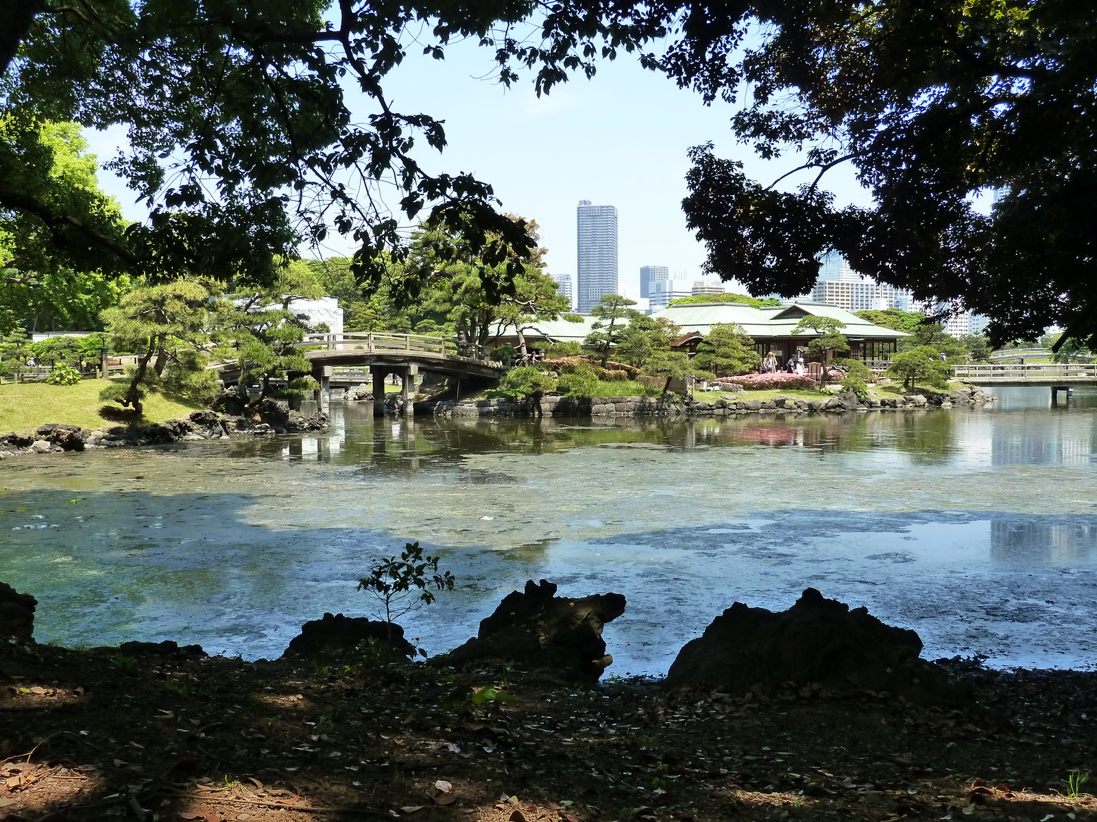 รูปถ่าย ญี่ปุ่น(Japan) โตเกียว(Tokyo) สวนฮามะริคิว(Hama rikyu Gardens) 2010-06 91