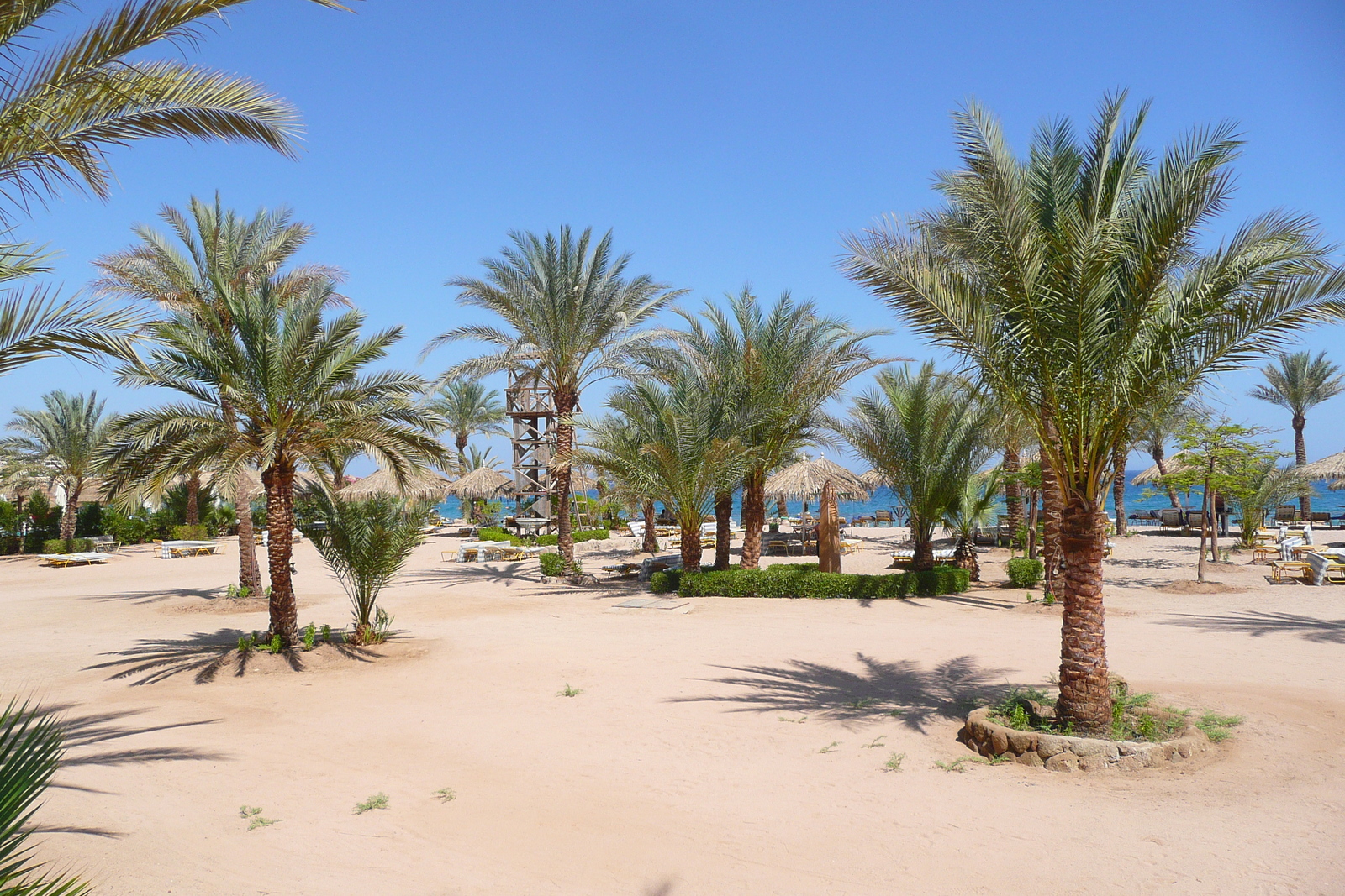 รูปถ่าย อียิปต์(Egypt) ชาร์มเอลชีค(Sharm el Sheikh) 2008-06 42