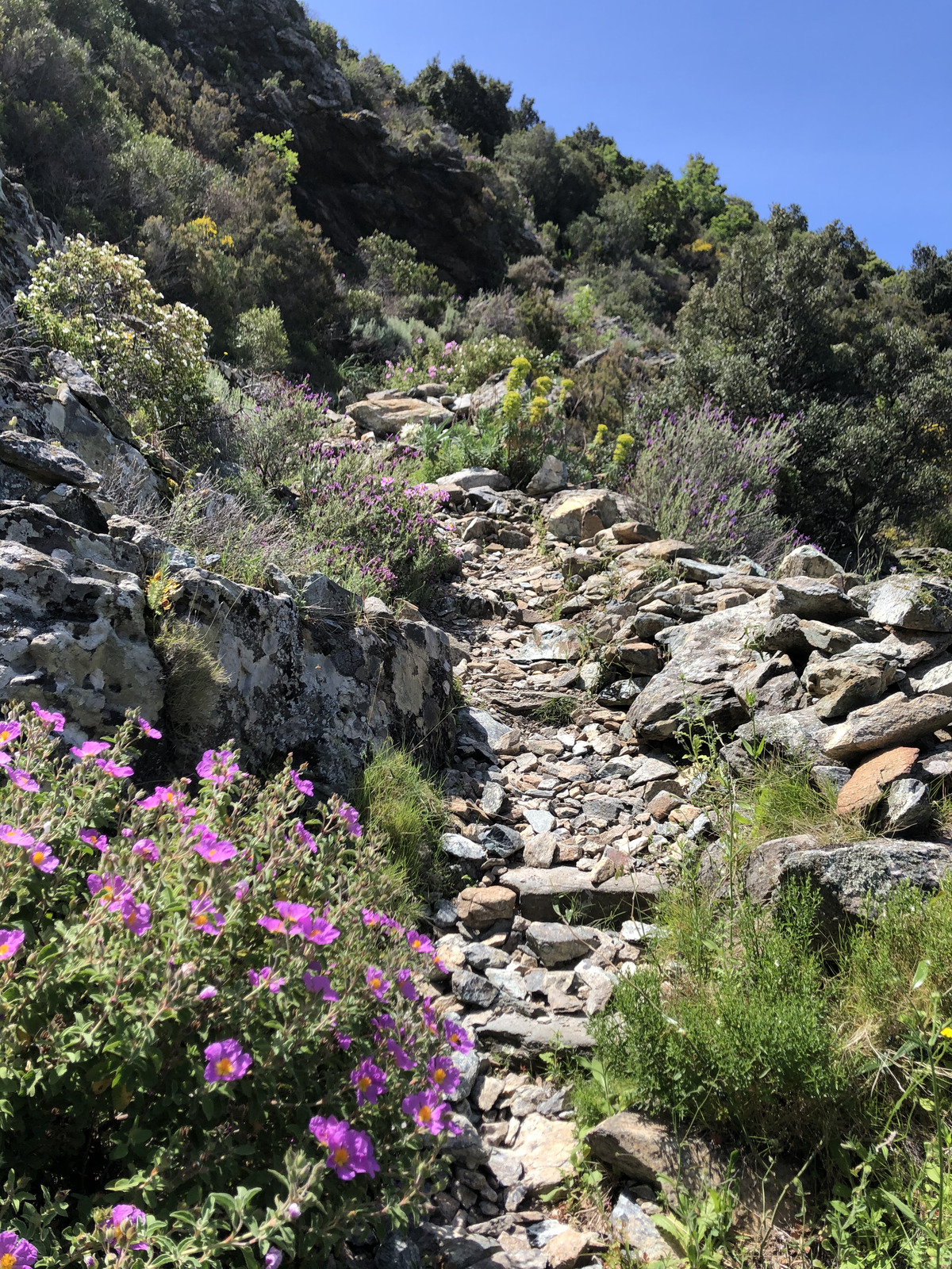 รูปถ่าย ฝรั่งเศส(France) คอร์สิคา(Corsica) นอนซา(Nonza) 2021-05 6