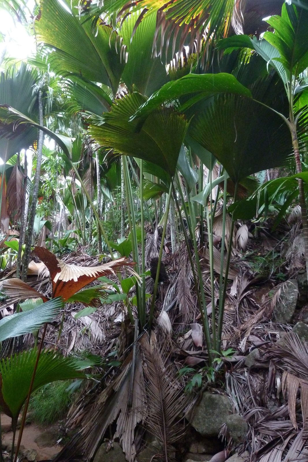 รูปถ่าย เซเชลส์(Seychelles) หุบเขาเดอไม(Vallee de Mai) 2011-10 36