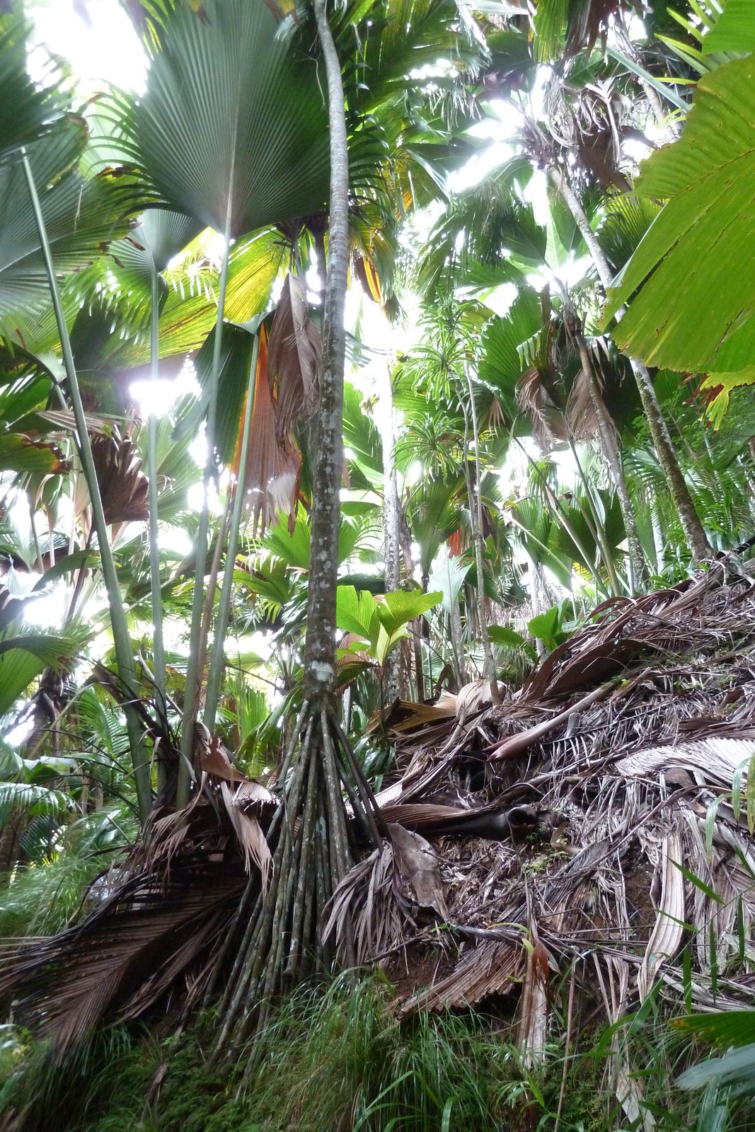 รูปถ่าย เซเชลส์(Seychelles) หุบเขาเดอไม(Vallee de Mai) 2011-10 39