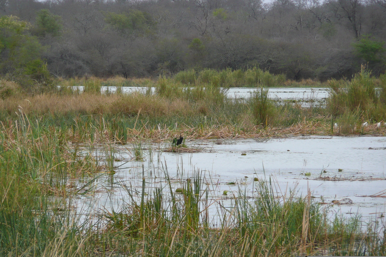 รูปถ่าย แอฟริกาใต้(South Africa) อุทยานแห่งชาติครูเกอร์(Kruger National Park) แม่น้ำซาเบิล(Sable River) 2008-09 43