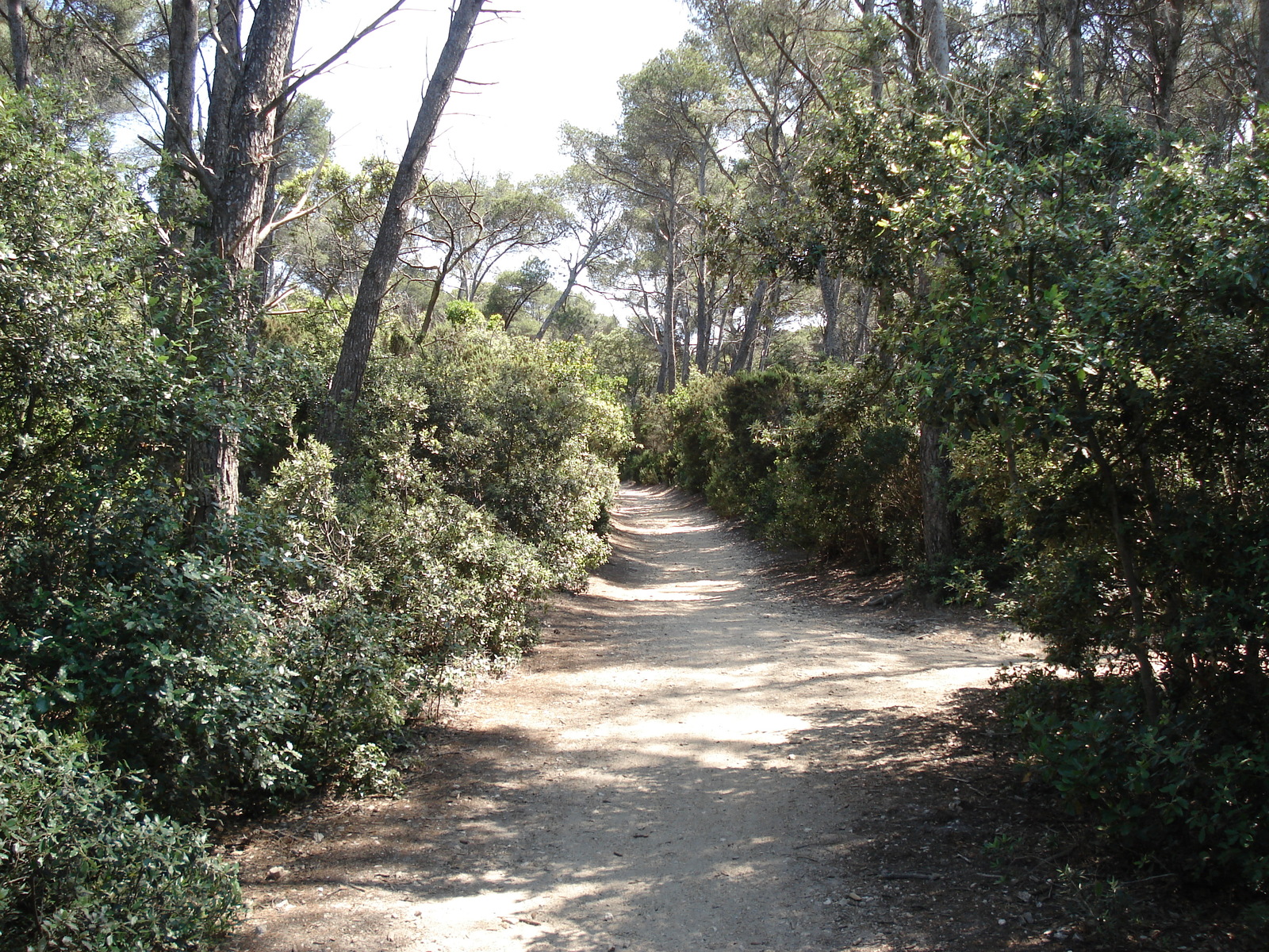 รูปถ่าย ฝรั่งเศส(France) เกาะปอร์เกอรอล(Porquerolles Island) 2006-06 1