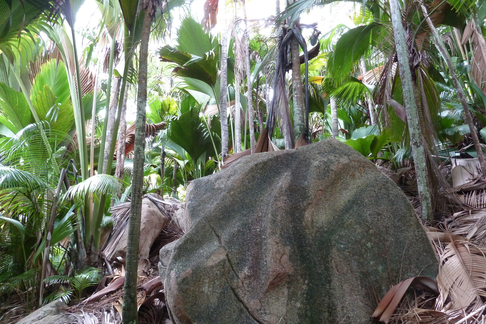 รูปถ่าย เซเชลส์(Seychelles) หุบเขาเดอไม(Vallee de Mai) 2011-10 30