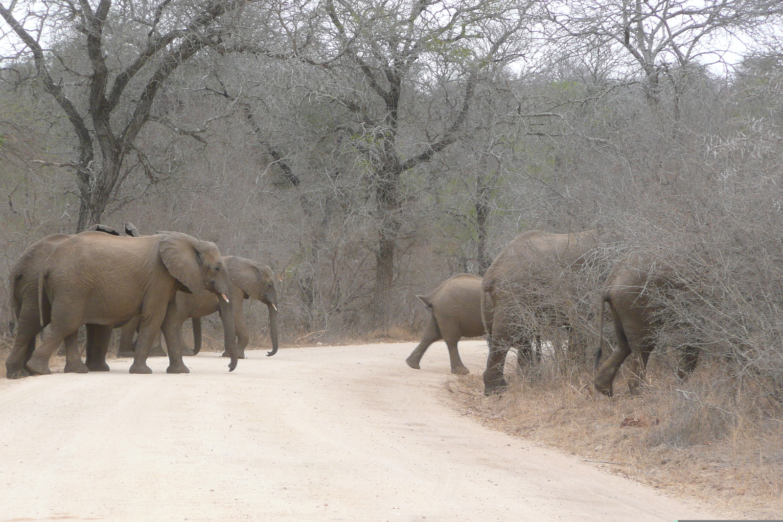 รูปถ่าย แอฟริกาใต้(South Africa) อุทยานแห่งชาติครูเกอร์(Kruger National Park) แม่น้ำซาเบิล(Sable River) 2008-09 53