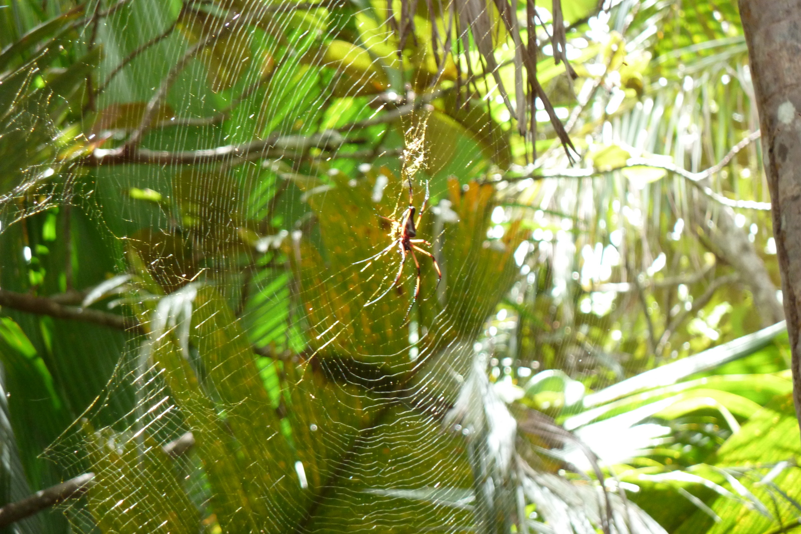 รูปถ่าย เซเชลส์(Seychelles) หุบเขาเดอไม(Vallee de Mai) 2011-10 70