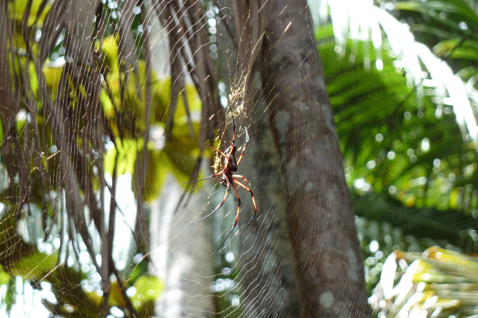 รูปถ่าย เซเชลส์(Seychelles) หุบเขาเดอไม(Vallee de Mai) 2011-10 77