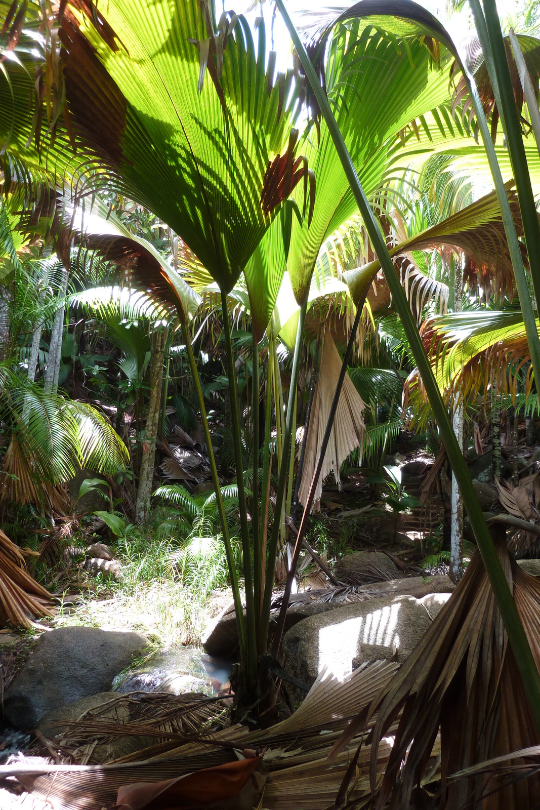 รูปถ่าย เซเชลส์(Seychelles) หุบเขาเดอไม(Vallee de Mai) 2011-10 94