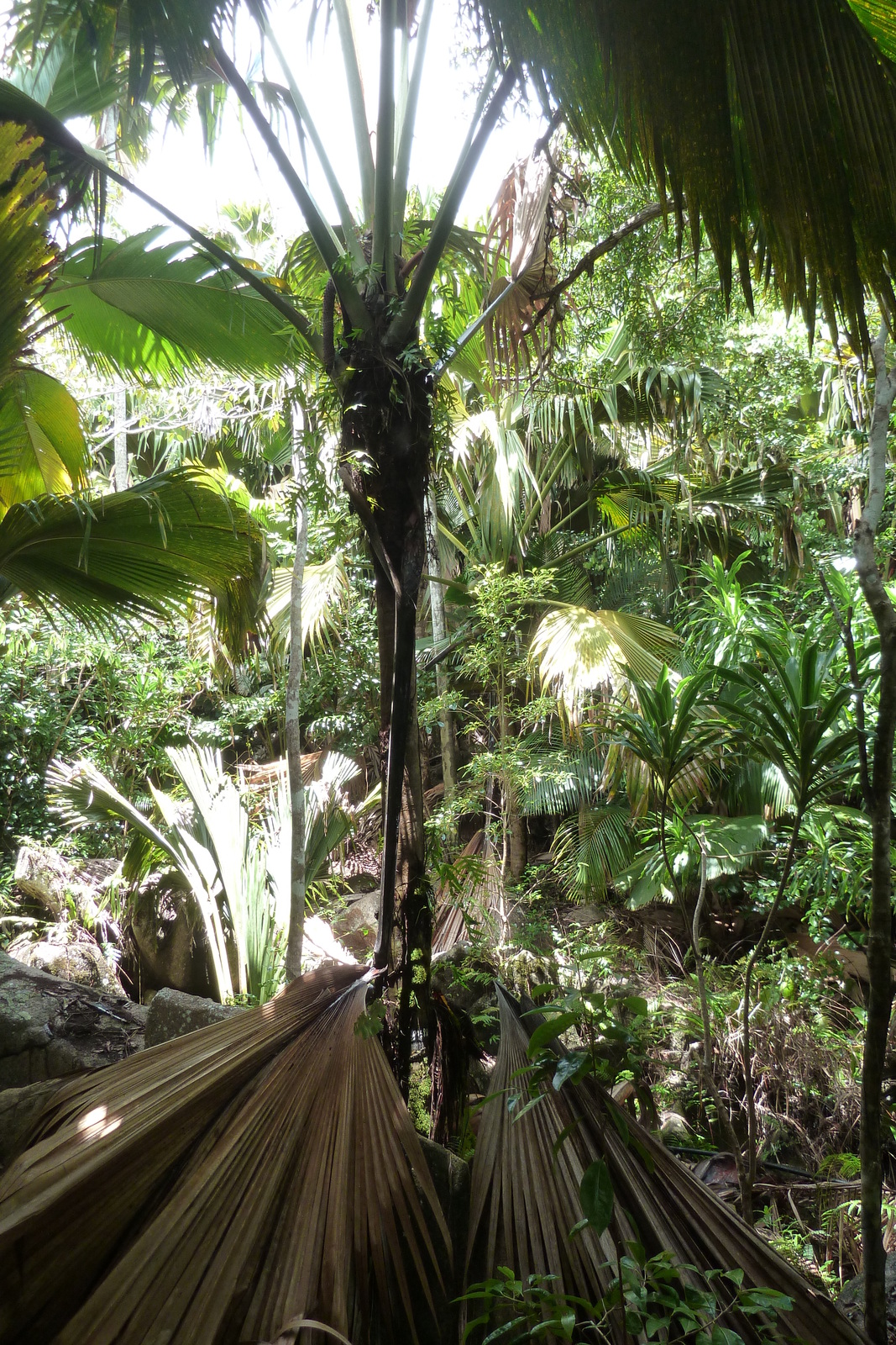 รูปถ่าย เซเชลส์(Seychelles) หุบเขาเดอไม(Vallee de Mai) 2011-10 6