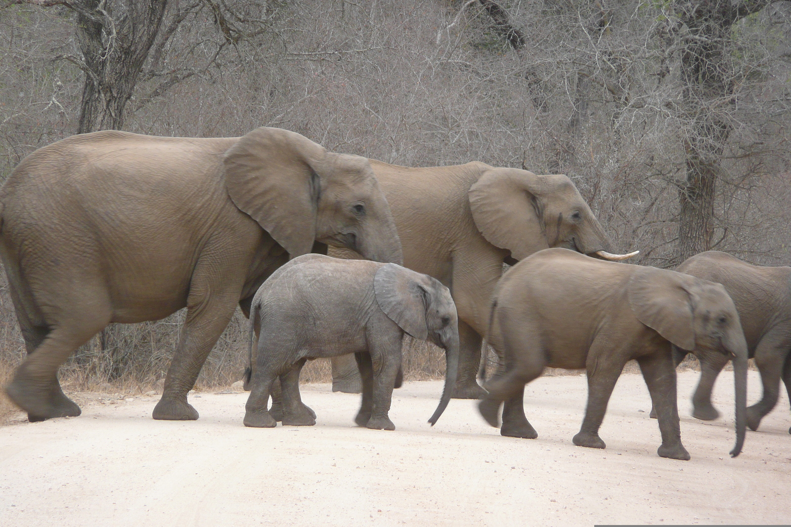 รูปถ่าย แอฟริกาใต้(South Africa) อุทยานแห่งชาติครูเกอร์(Kruger National Park) แม่น้ำซาเบิล(Sable River) 2008-09 58