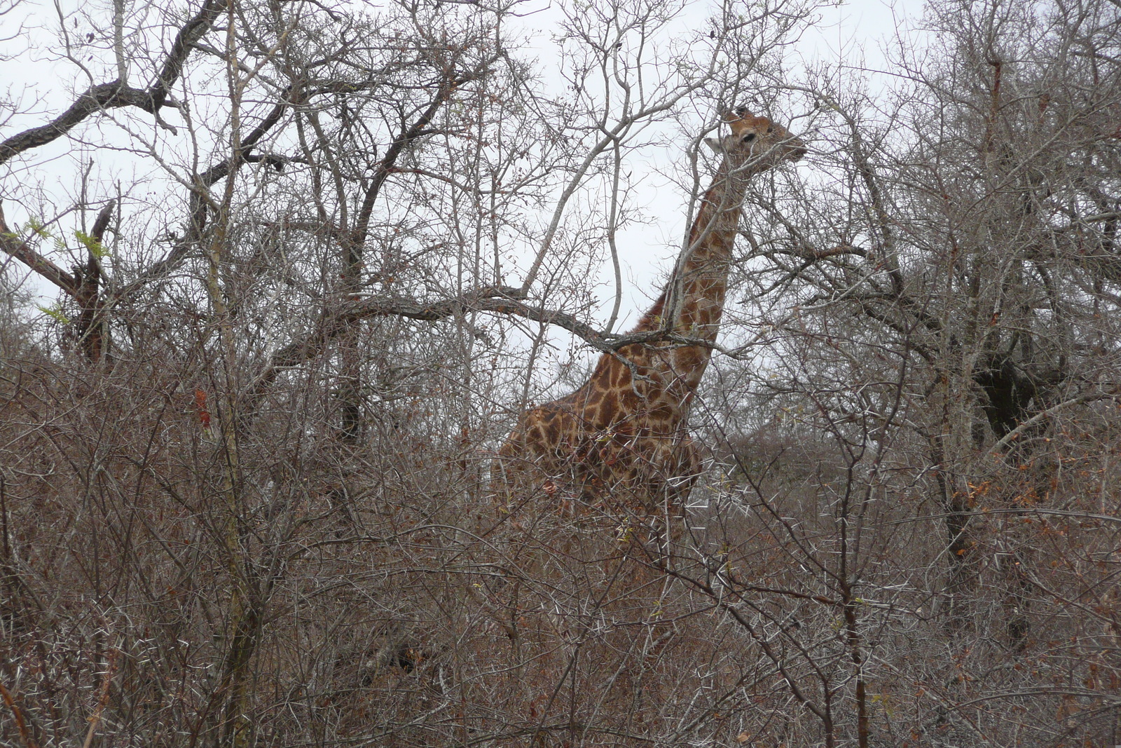 รูปถ่าย แอฟริกาใต้(South Africa) อุทยานแห่งชาติครูเกอร์(Kruger National Park) แม่น้ำซาเบิล(Sable River) 2008-09 63
