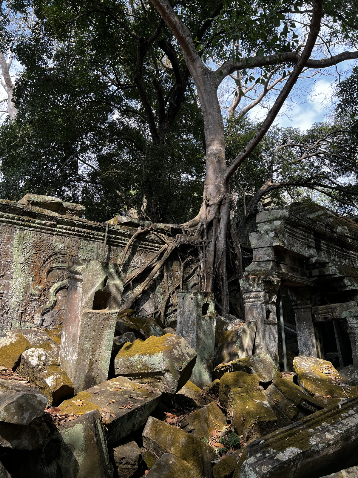 รูปถ่าย กัมพูชา(Cambodia) เสียมราฐ(Siem Reap) ปราสาทตาพรหม(Ta Prohm) 2023-01 132