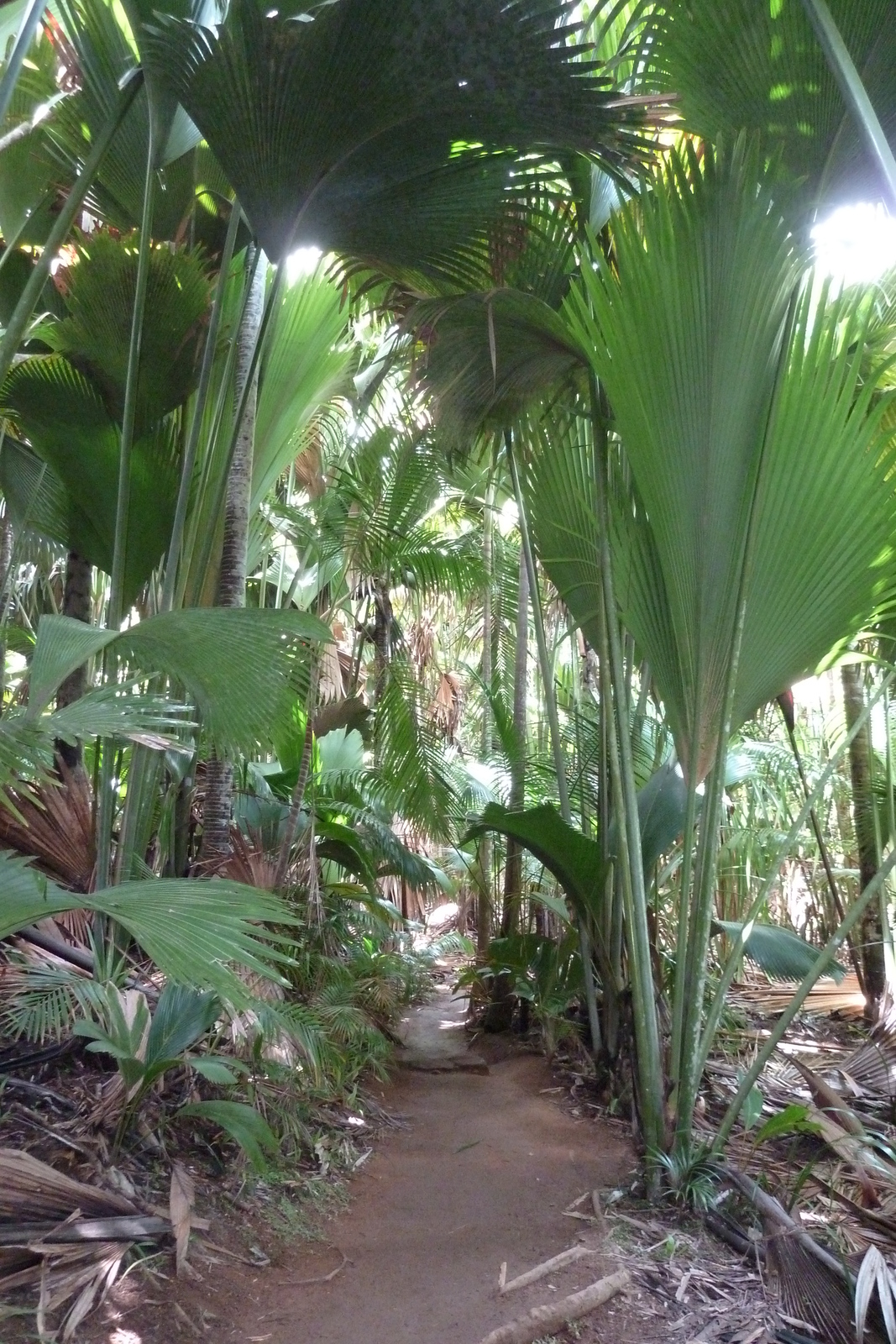รูปถ่าย เซเชลส์(Seychelles) หุบเขาเดอไม(Vallee de Mai) 2011-10 29