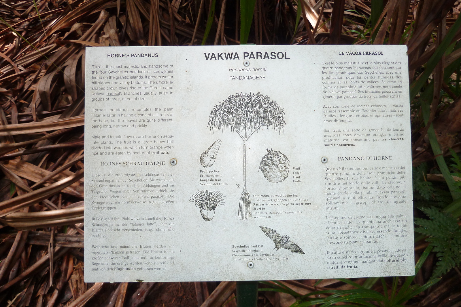 รูปถ่าย เซเชลส์(Seychelles) หุบเขาเดอไม(Vallee de Mai) 2011-10 4