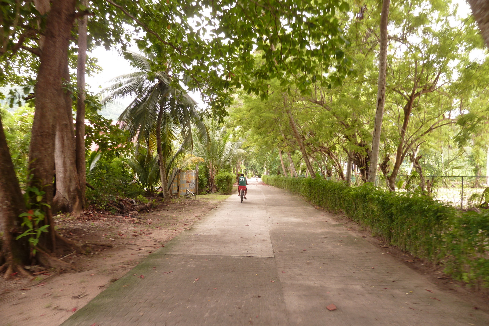 รูปถ่าย เซเชลส์(Seychelles) เกาะลาดีก(La Digue) 2011-10 216