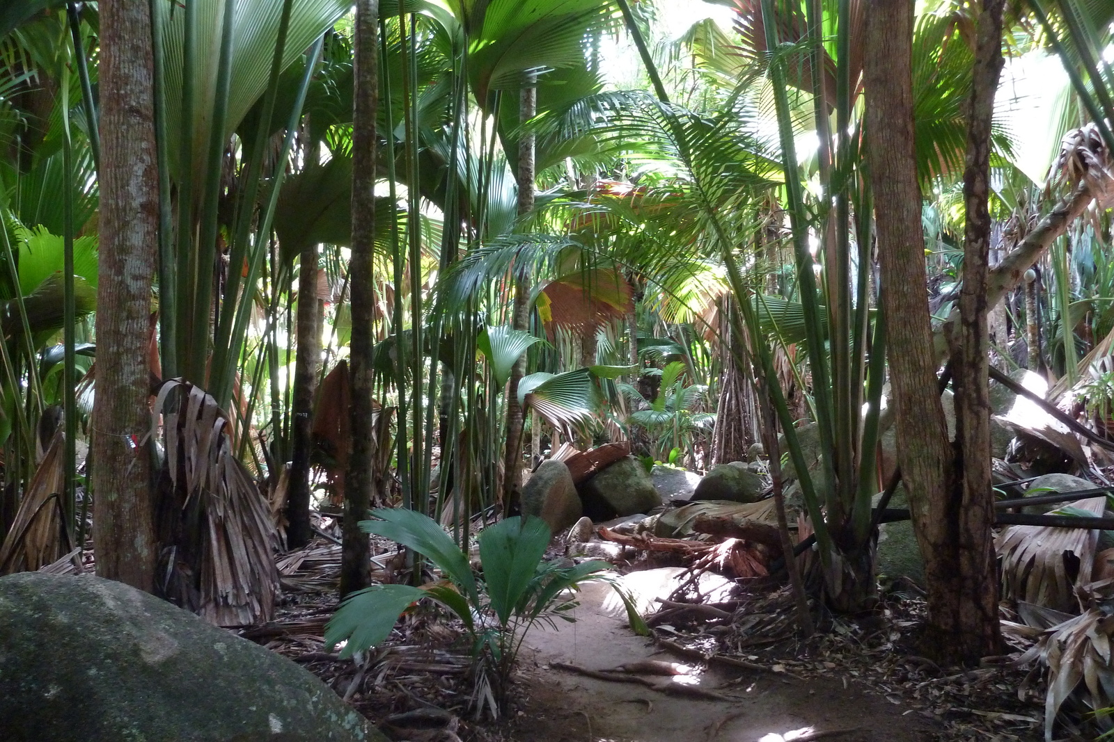 รูปถ่าย เซเชลส์(Seychelles) หุบเขาเดอไม(Vallee de Mai) 2011-10 12