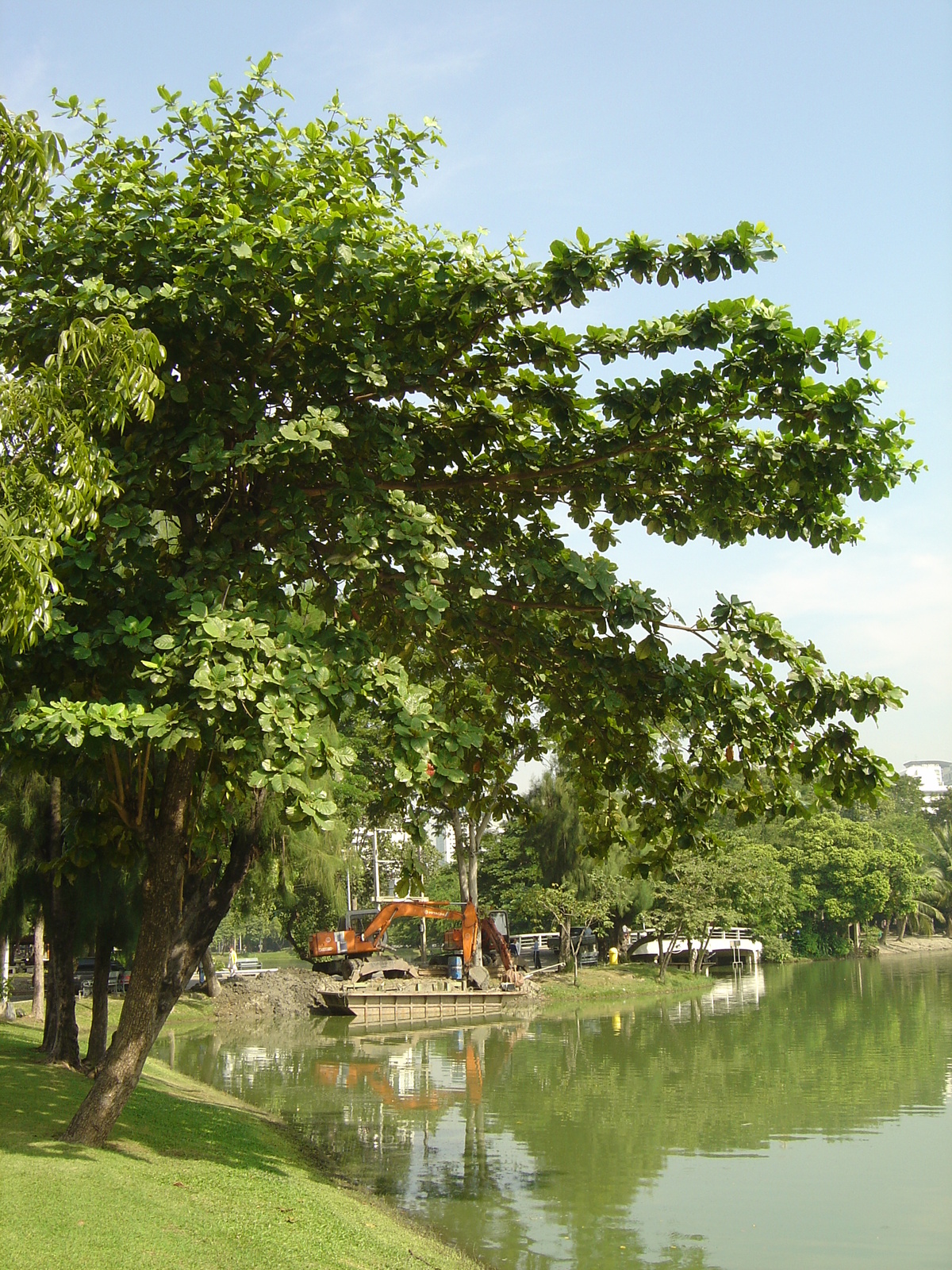 รูปถ่าย ไทย(Thailand) กรุงเทพมหานคร(Bangkok) สวนลุมพินี(Lumpini Park) 2005-12 30