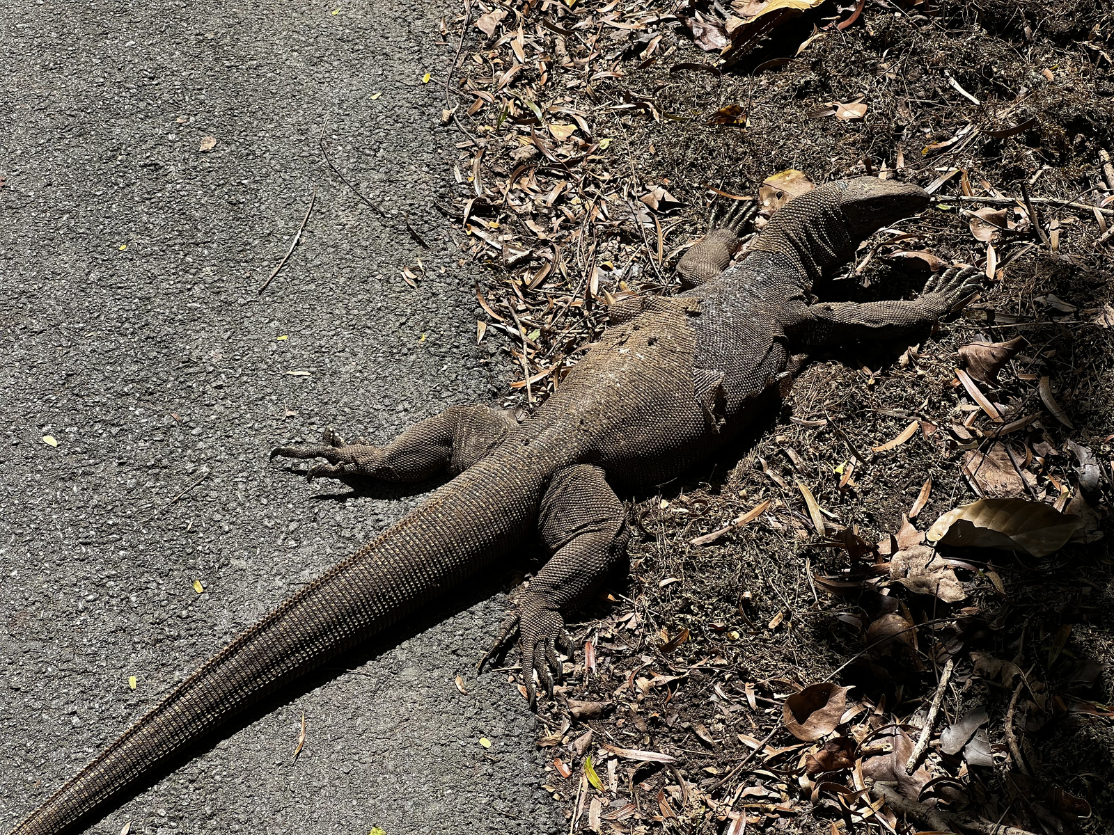 รูปถ่าย สิงคโปร์(Singapore) สวนพฤกษศาสตร์สิงคโปร์(Singapore Botanic Gardens) 2023-01 43