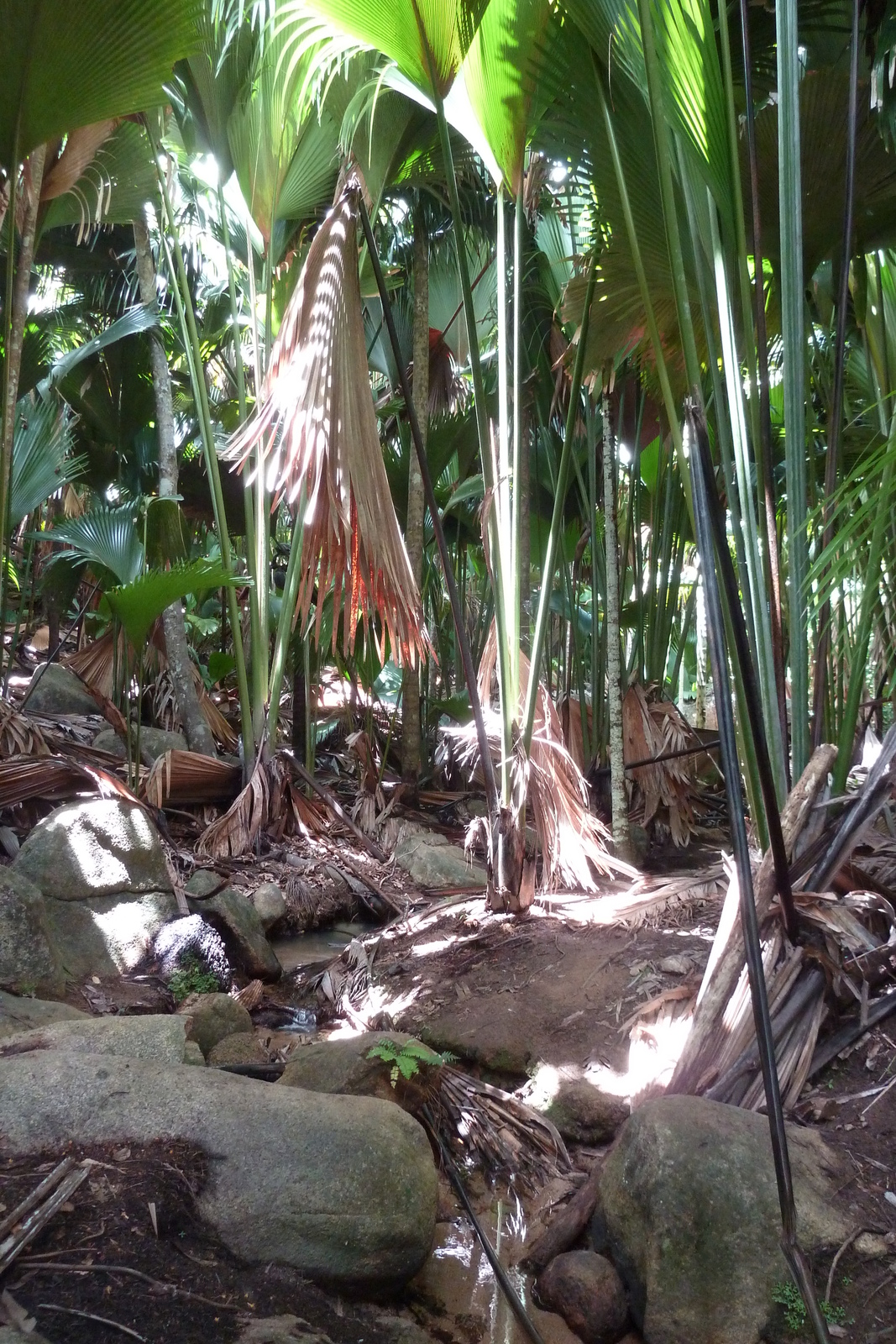 รูปถ่าย เซเชลส์(Seychelles) หุบเขาเดอไม(Vallee de Mai) 2011-10 3