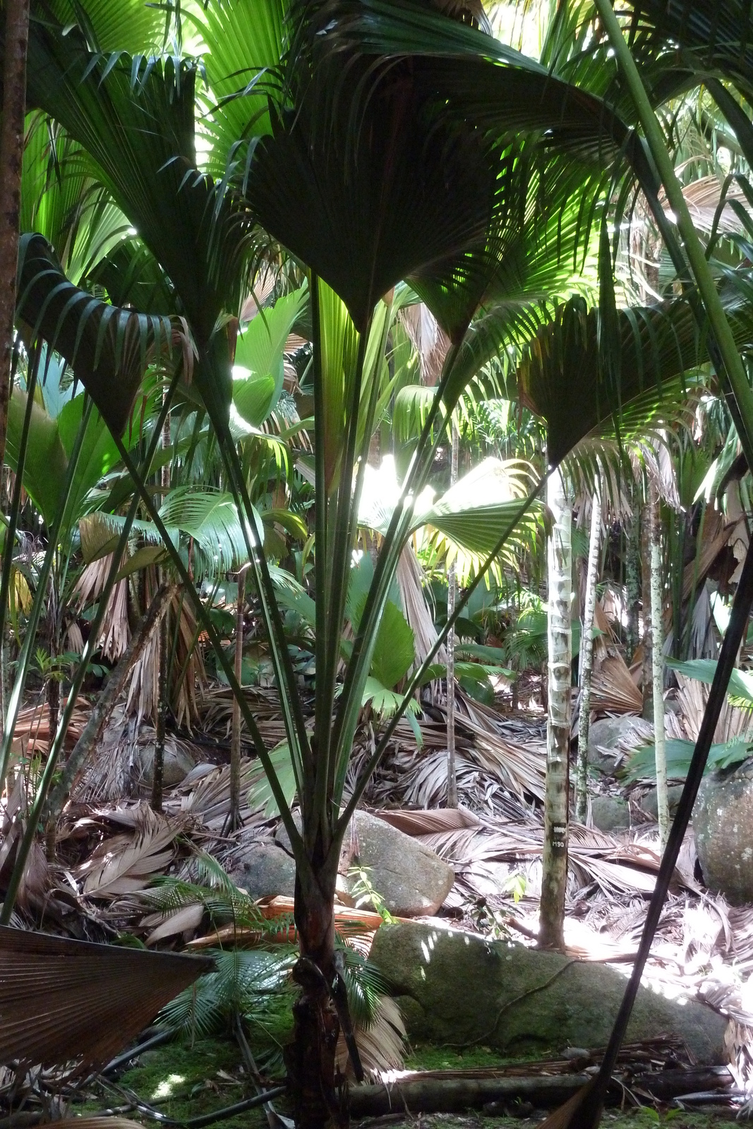 รูปถ่าย เซเชลส์(Seychelles) หุบเขาเดอไม(Vallee de Mai) 2011-10 14
