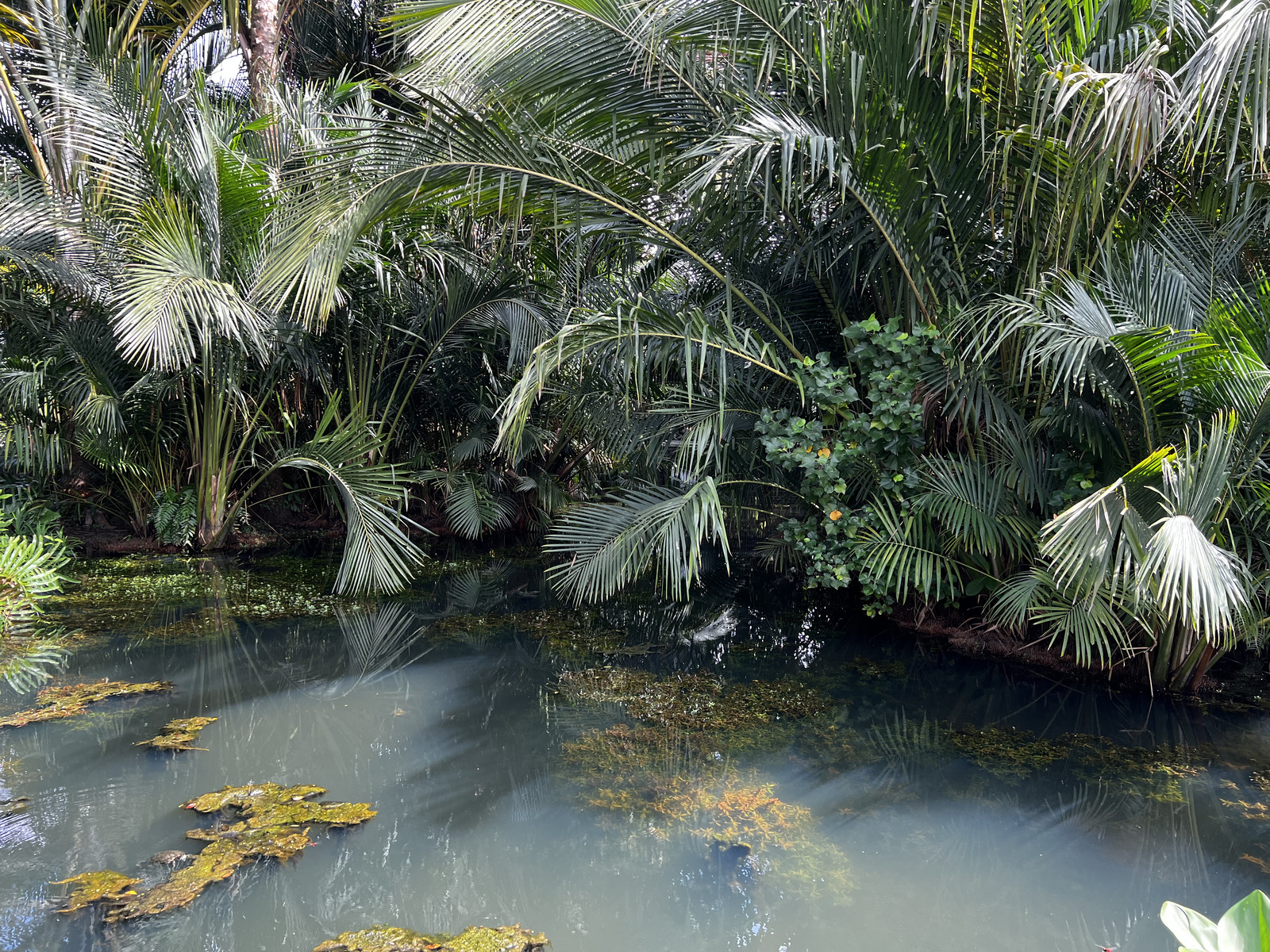 รูปถ่าย สิงคโปร์(Singapore) สวนพฤกษศาสตร์สิงคโปร์(Singapore Botanic Gardens) 2023-01 99