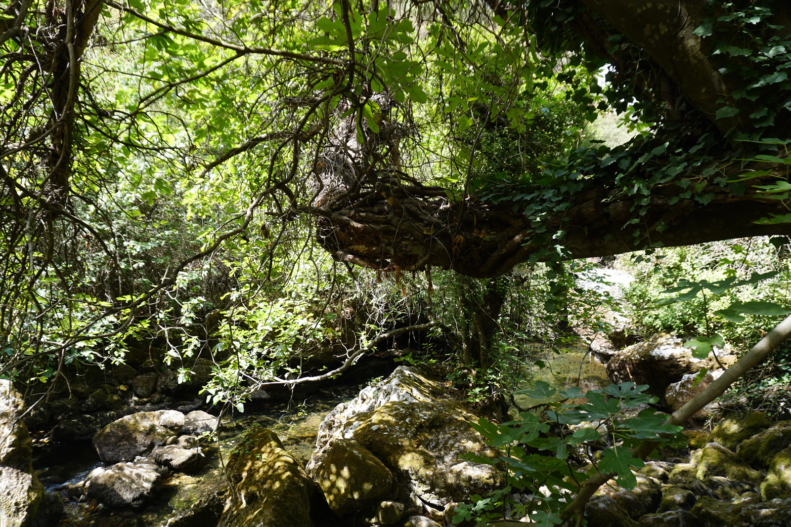 รูปถ่าย ฝรั่งเศส(France) ฟงแตน-เดอ-โวกลูซ(Fontaine-de-Vaucluse) 2017-08 54