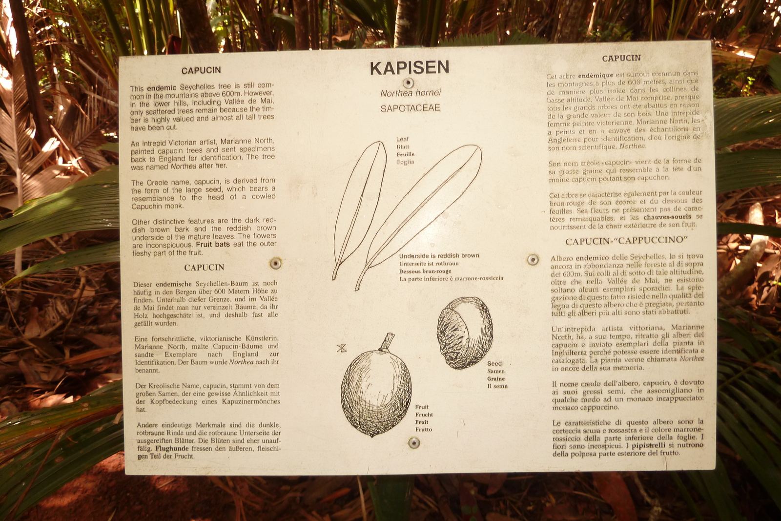 รูปถ่าย เซเชลส์(Seychelles) หุบเขาเดอไม(Vallee de Mai) 2011-10 82