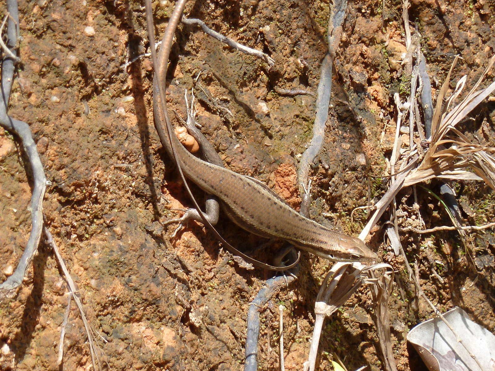 รูปถ่าย เซเชลส์(Seychelles) หุบเขาเดอไม(Vallee de Mai) 2011-10 24