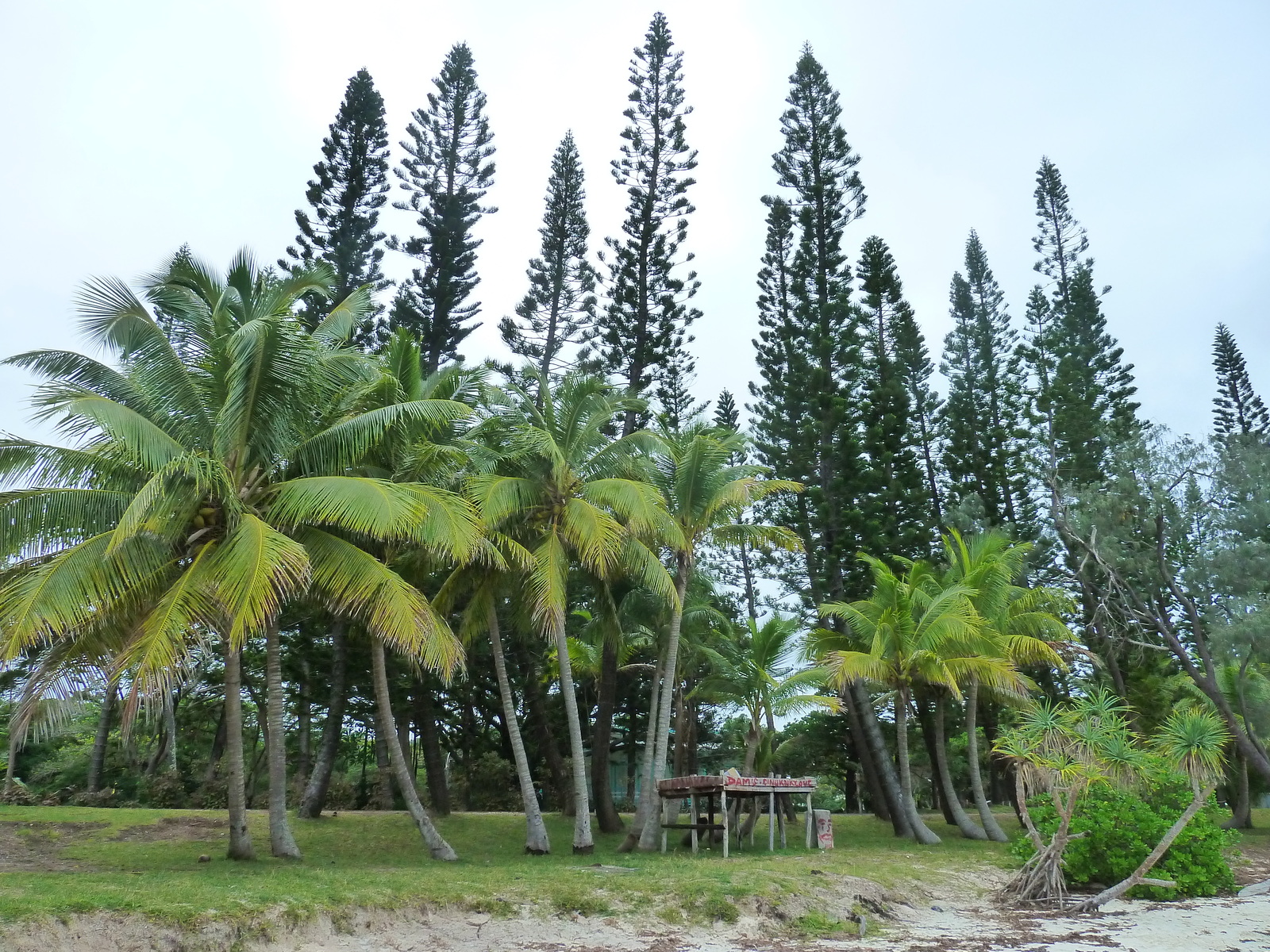 รูปถ่าย นิวแคลิโดเนีย(New Caledonia) เกาะต้นสน(Ile des pins) หาดคูโต(Kuto Beach) 2010-05 15
