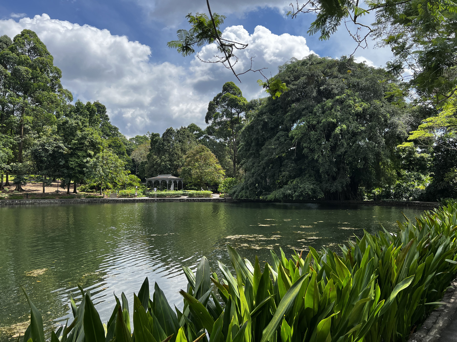 รูปถ่าย สิงคโปร์(Singapore) สวนพฤกษศาสตร์สิงคโปร์(Singapore Botanic Gardens) 2023-01 74