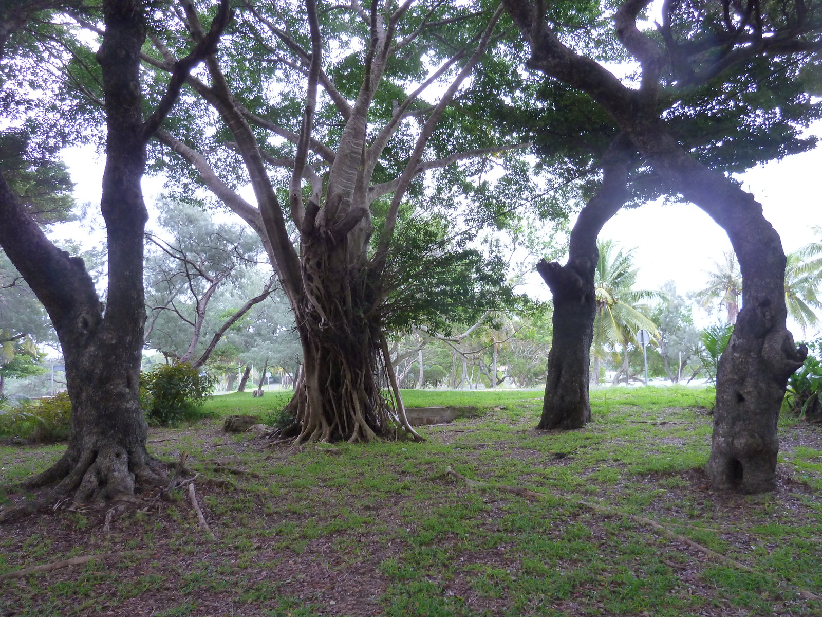 รูปถ่าย นิวแคลิโดเนีย(New Caledonia) เกาะต้นสน(Ile des pins) หาดคูโต(Kuto Beach) 2010-05 0