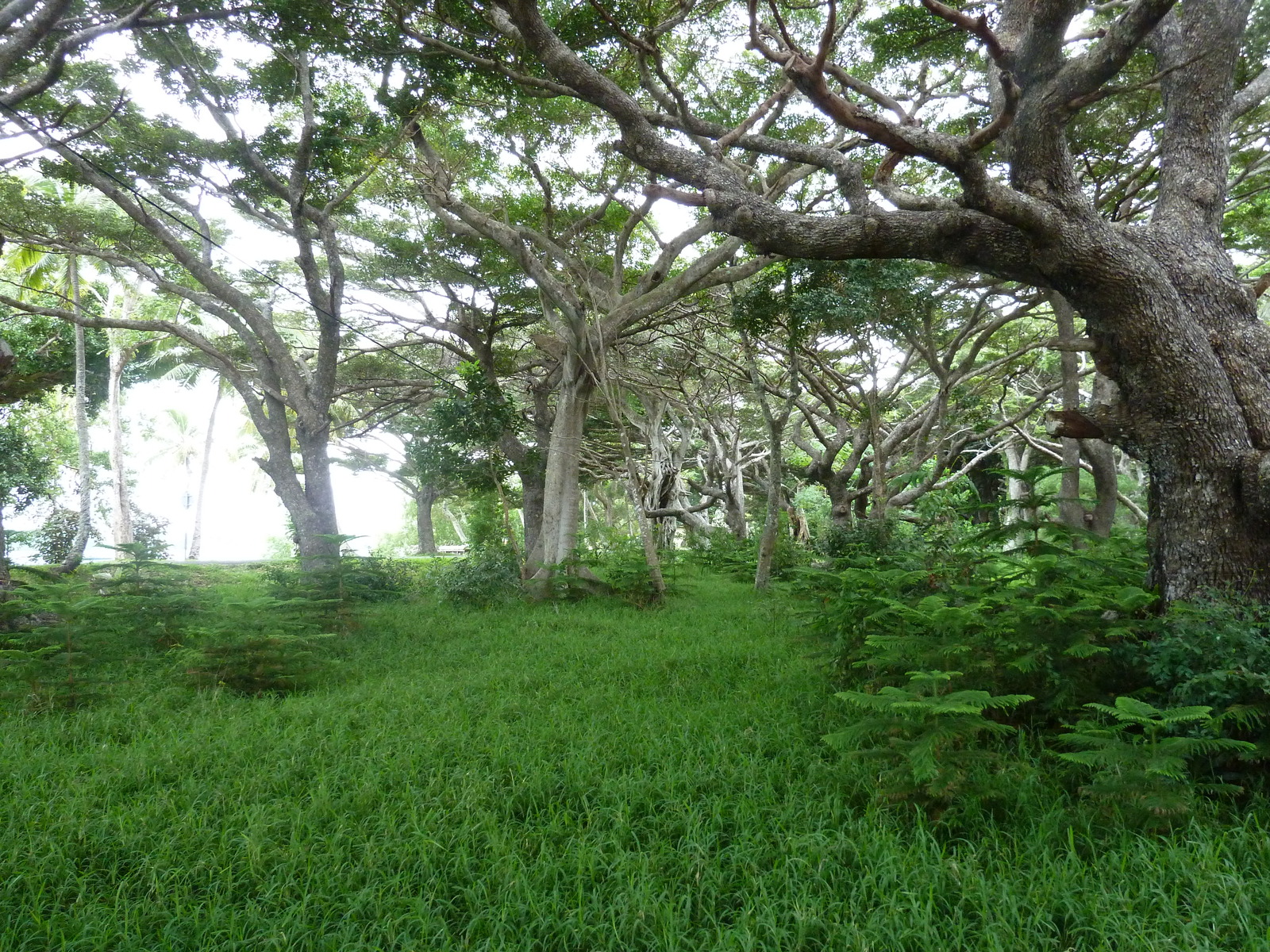 รูปถ่าย นิวแคลิโดเนีย(New Caledonia) เกาะต้นสน(Ile des pins) หาดคูโต(Kuto Beach) 2010-05 7