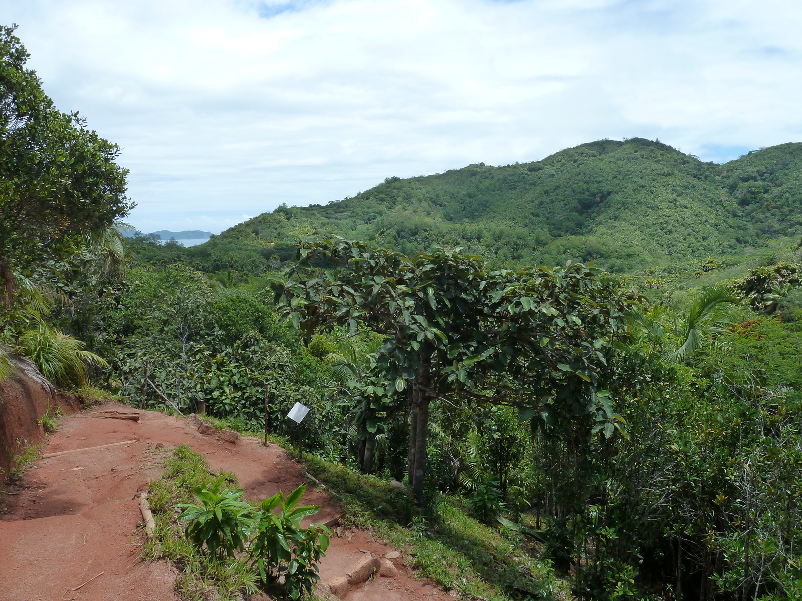 รูปถ่าย เซเชลส์(Seychelles) หุบเขาเดอไม(Vallee de Mai) 2011-10 80