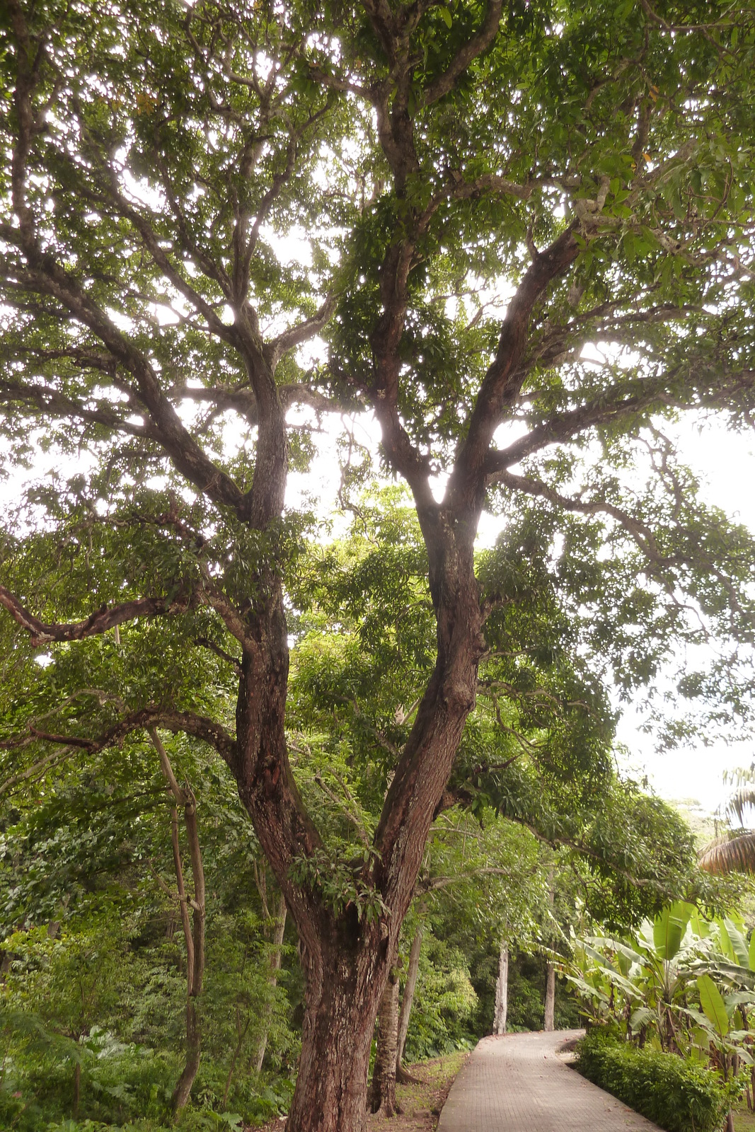 รูปถ่าย เซเชลส์(Seychelles) เกาะลาดีก(La Digue) 2011-10 72