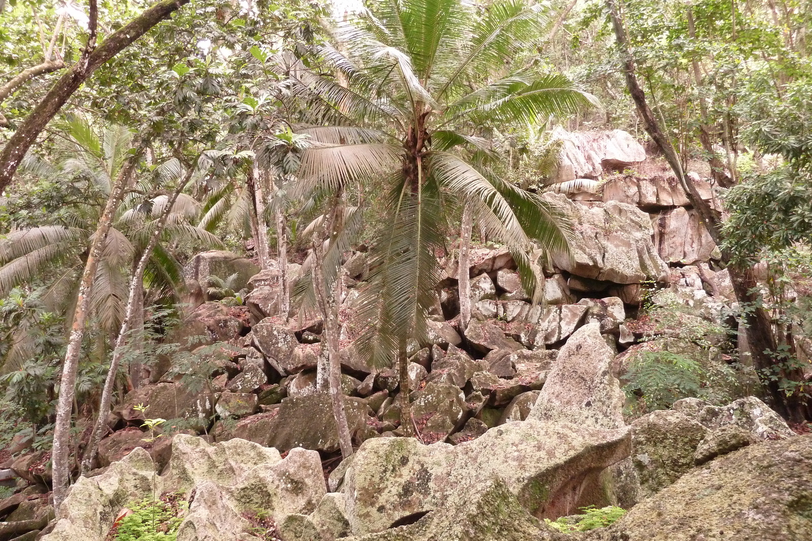 รูปถ่าย เซเชลส์(Seychelles) เกาะลาดีก(La Digue) 2011-10 110