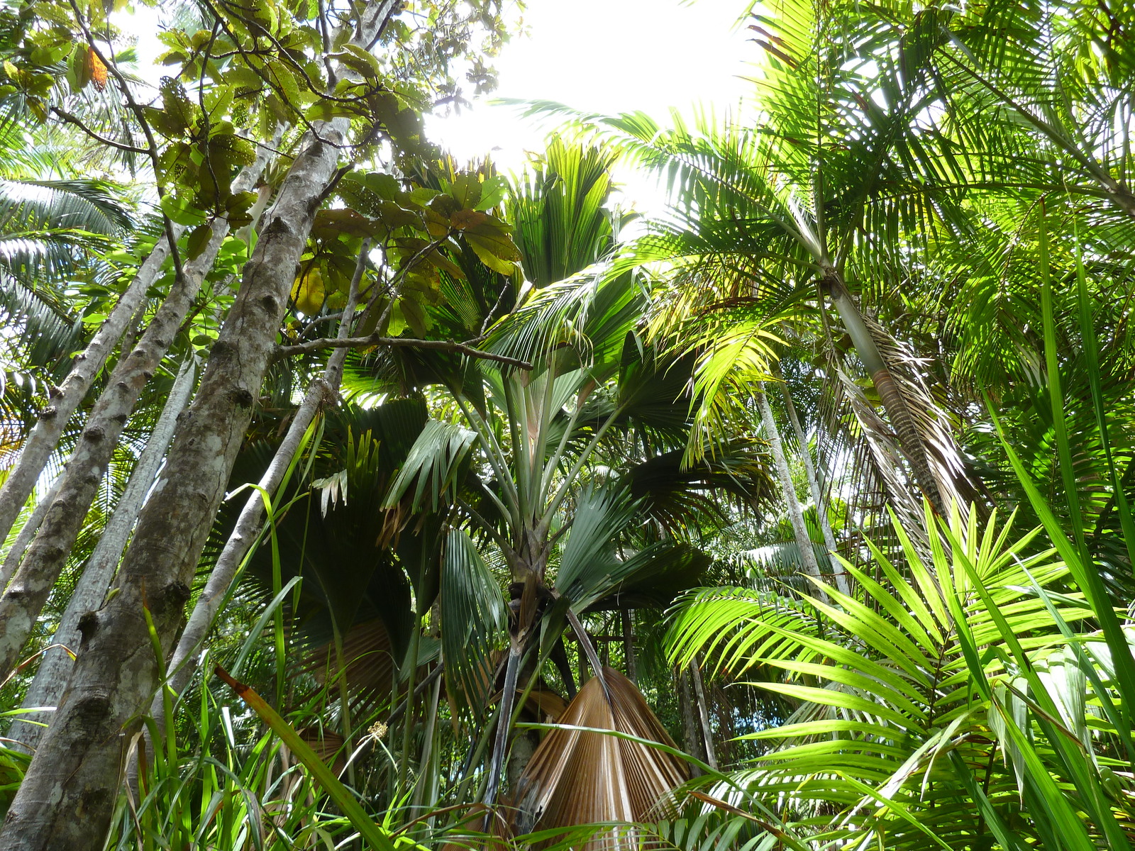 รูปถ่าย เซเชลส์(Seychelles) 2011-10 27