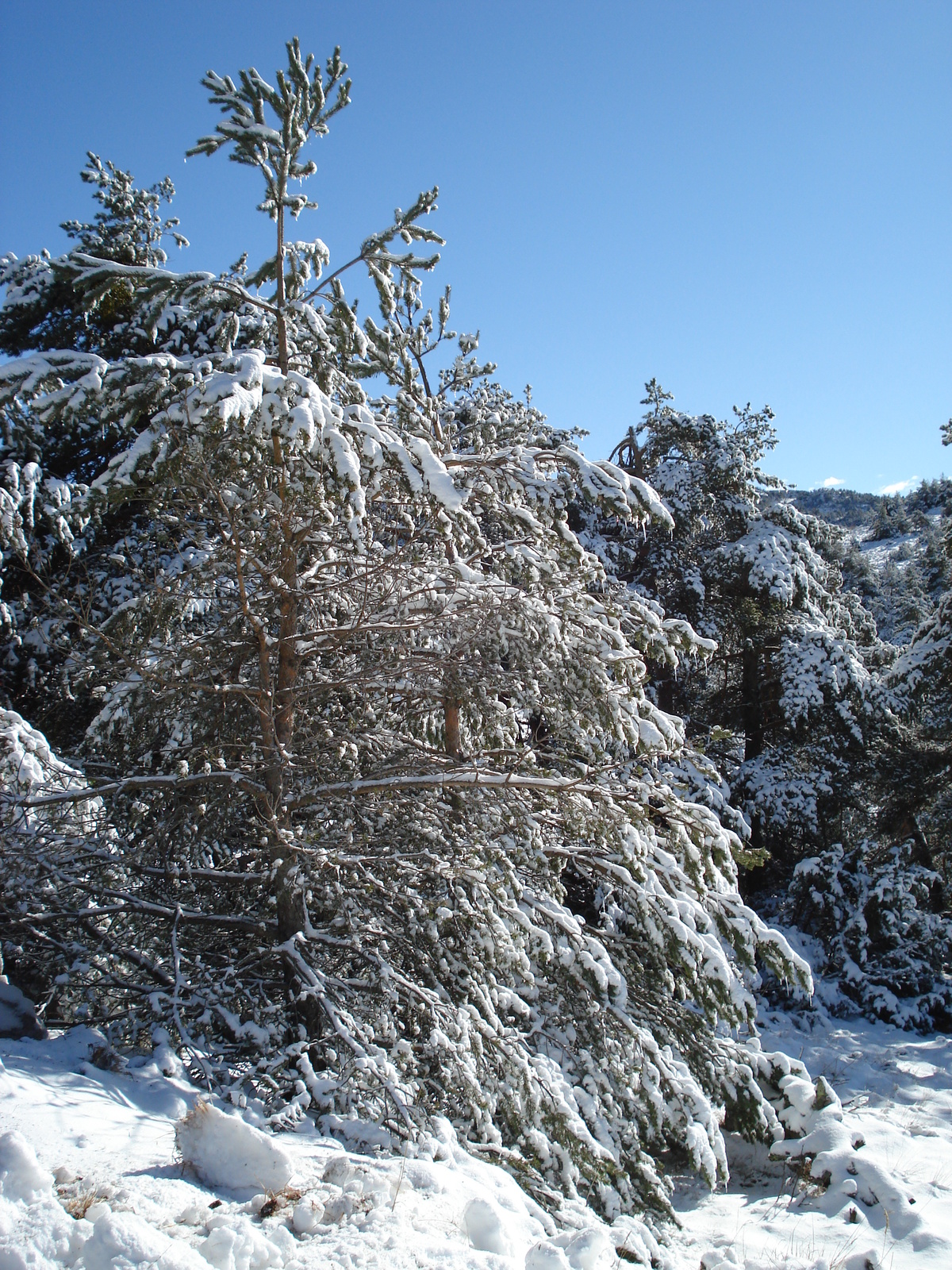 รูปถ่าย ฝรั่งเศส(France) ถนนจากกูร์เซกูลไปเกรโอลีแยร์-เล-เนจ(Coursegoule to Greolieres les neiges road) 2007-01 53
